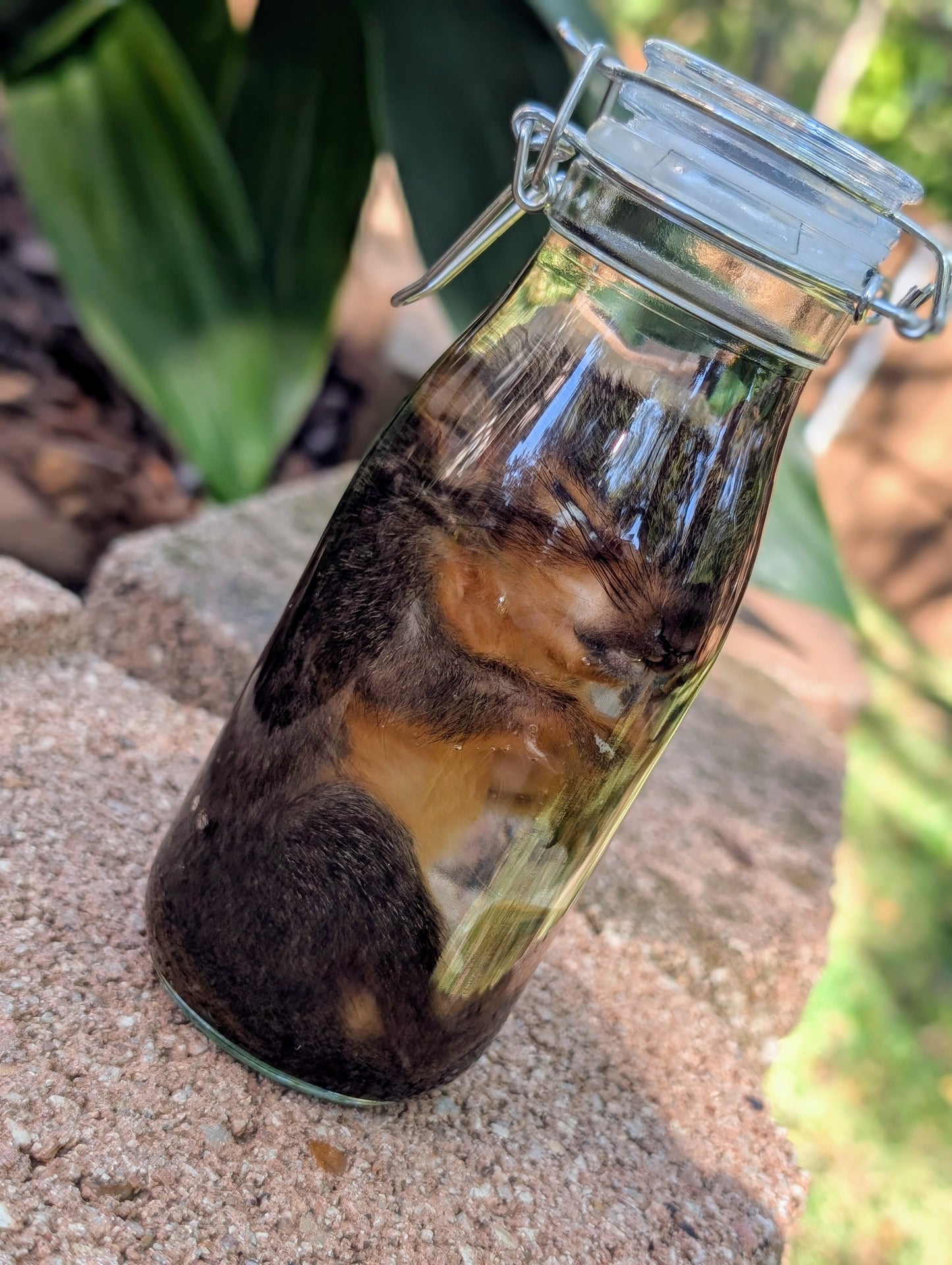 JUVENILE SQUIRREL - WET SPECIMEN