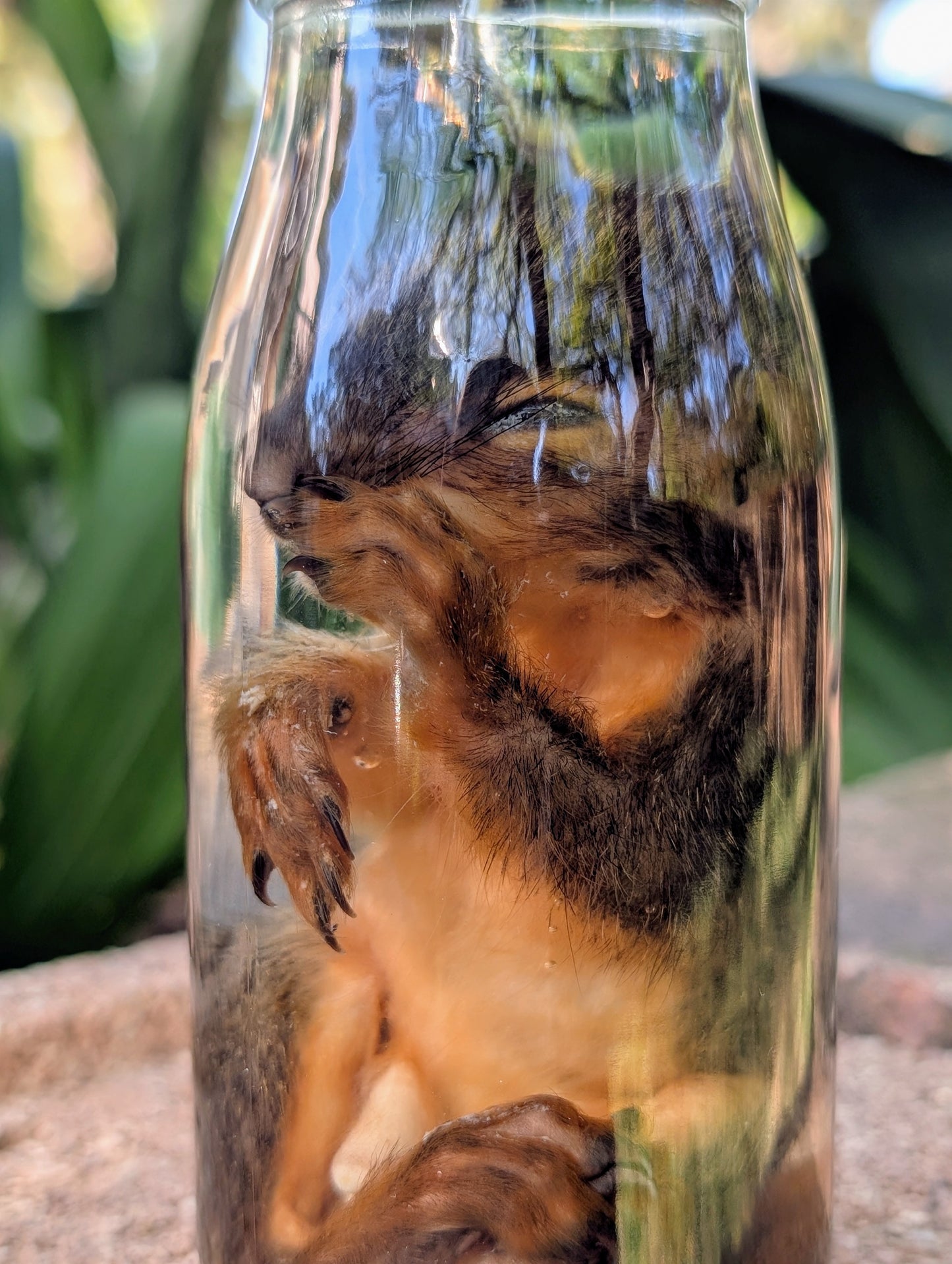 JUVENILE SQUIRREL - WET SPECIMEN