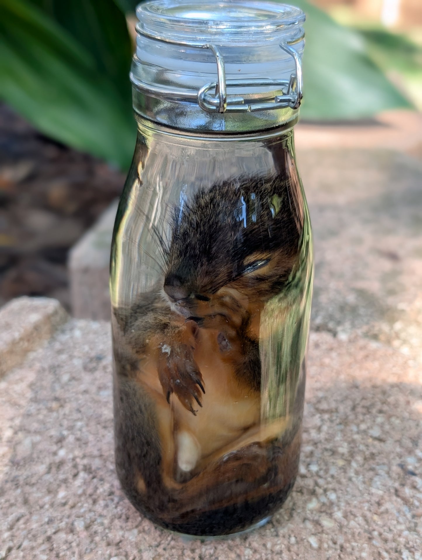 JUVENILE SQUIRREL - WET SPECIMEN
