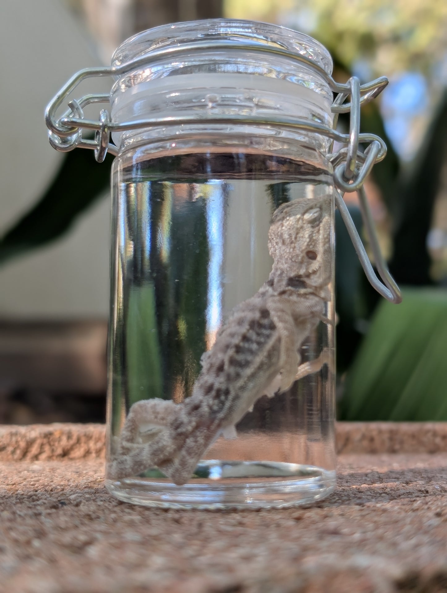 BABY BEARDED DRAGON #2 - WET SPECIMEN