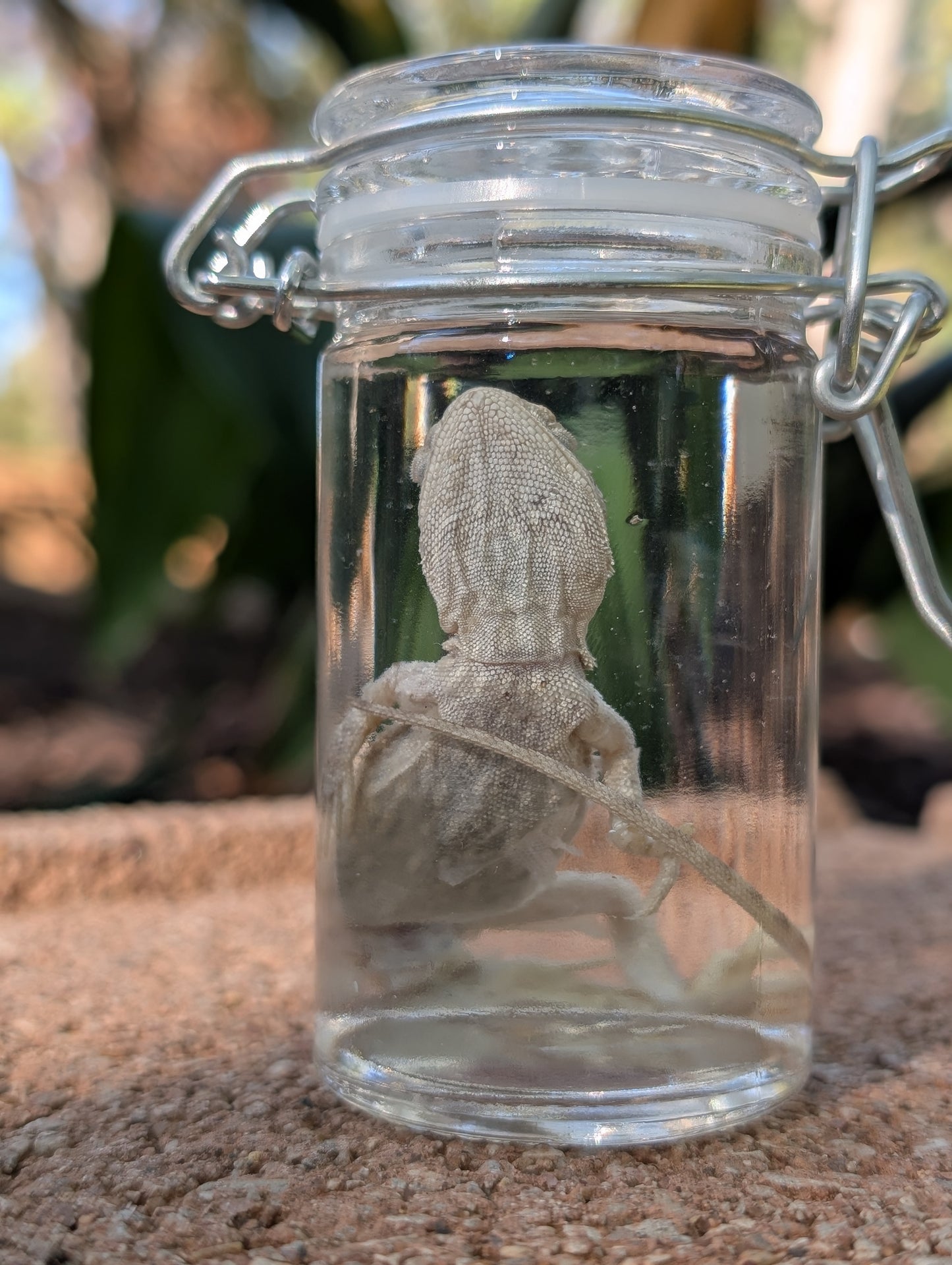 BABY BEARDED DRAGON #2 - WET SPECIMEN