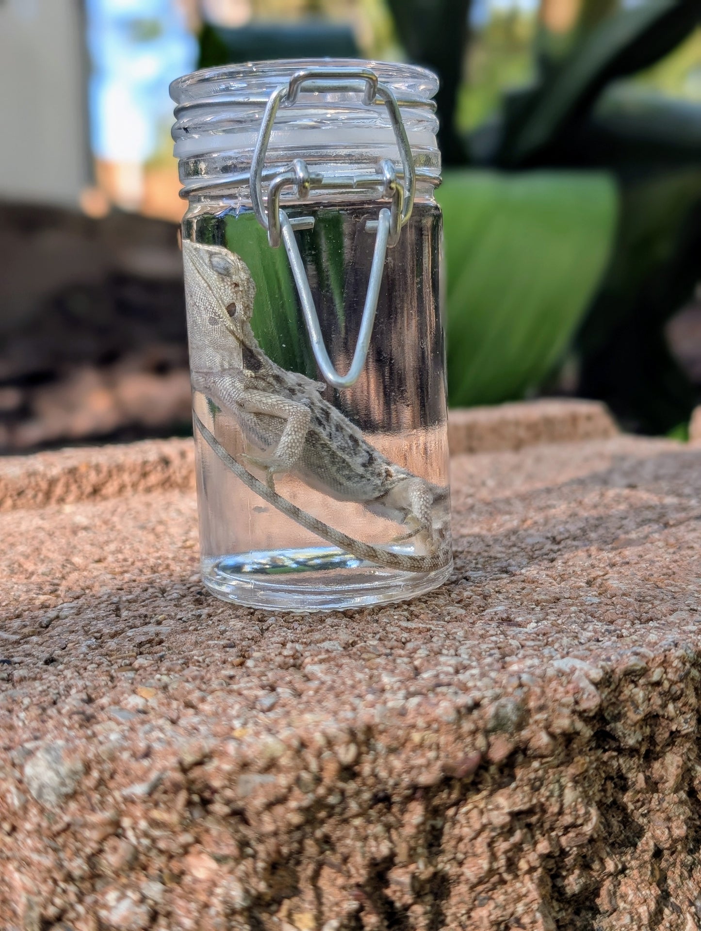 BABY BEARDED DRAGON #2 - WET SPECIMEN