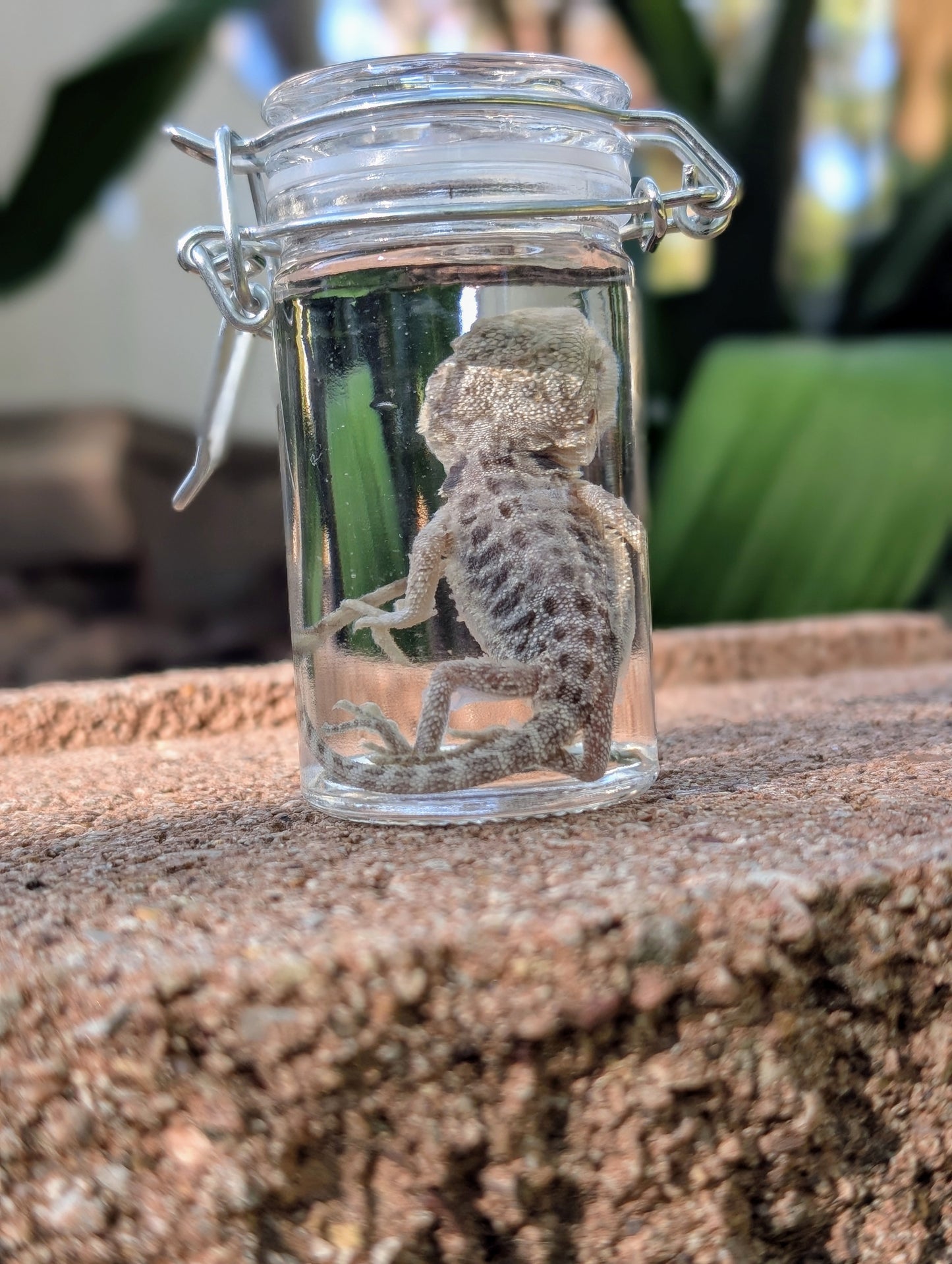 BABY BEARDED DRAGON #2 - WET SPECIMEN