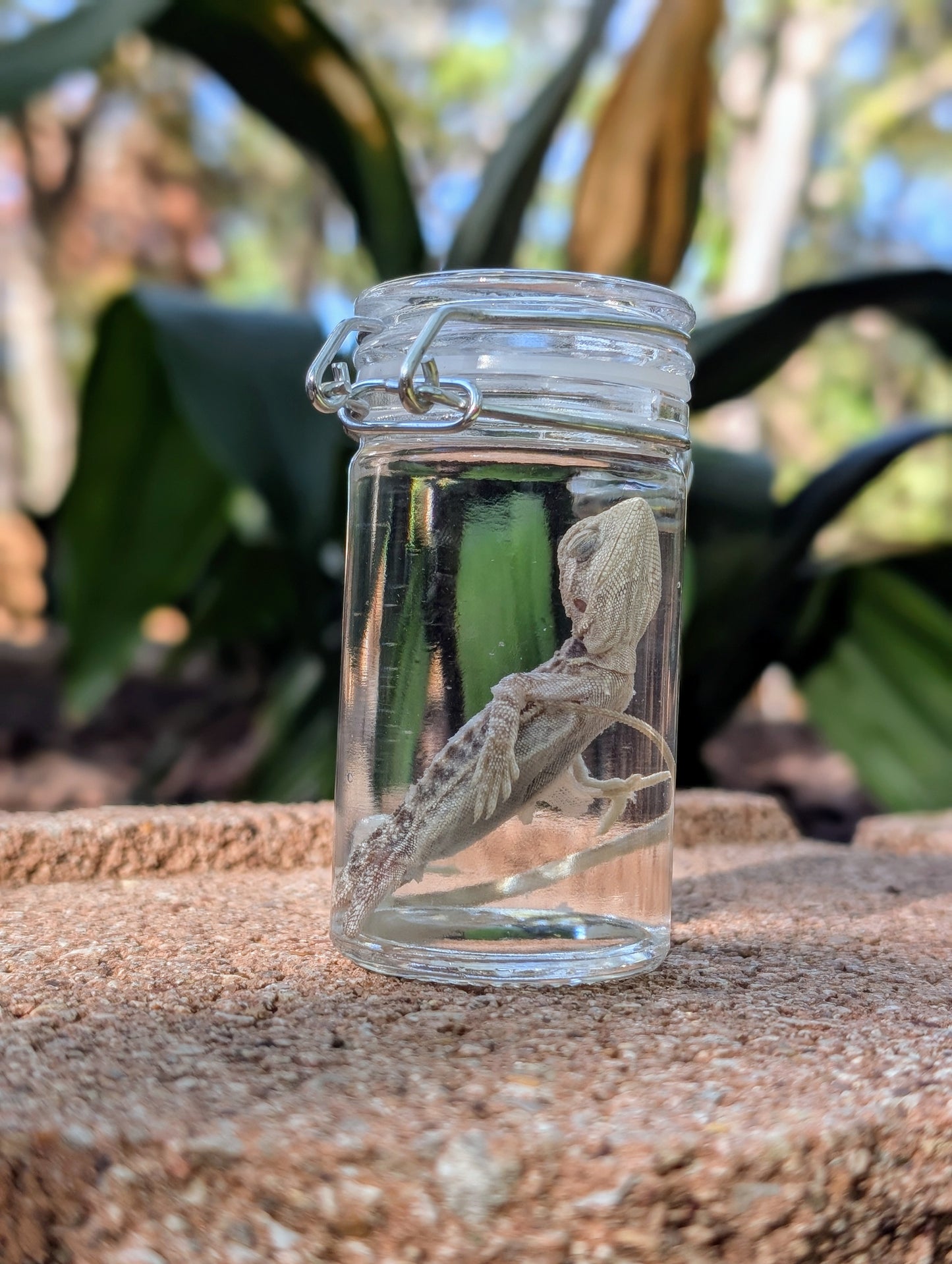 BABY BEARDED DRAGON #2 - WET SPECIMEN