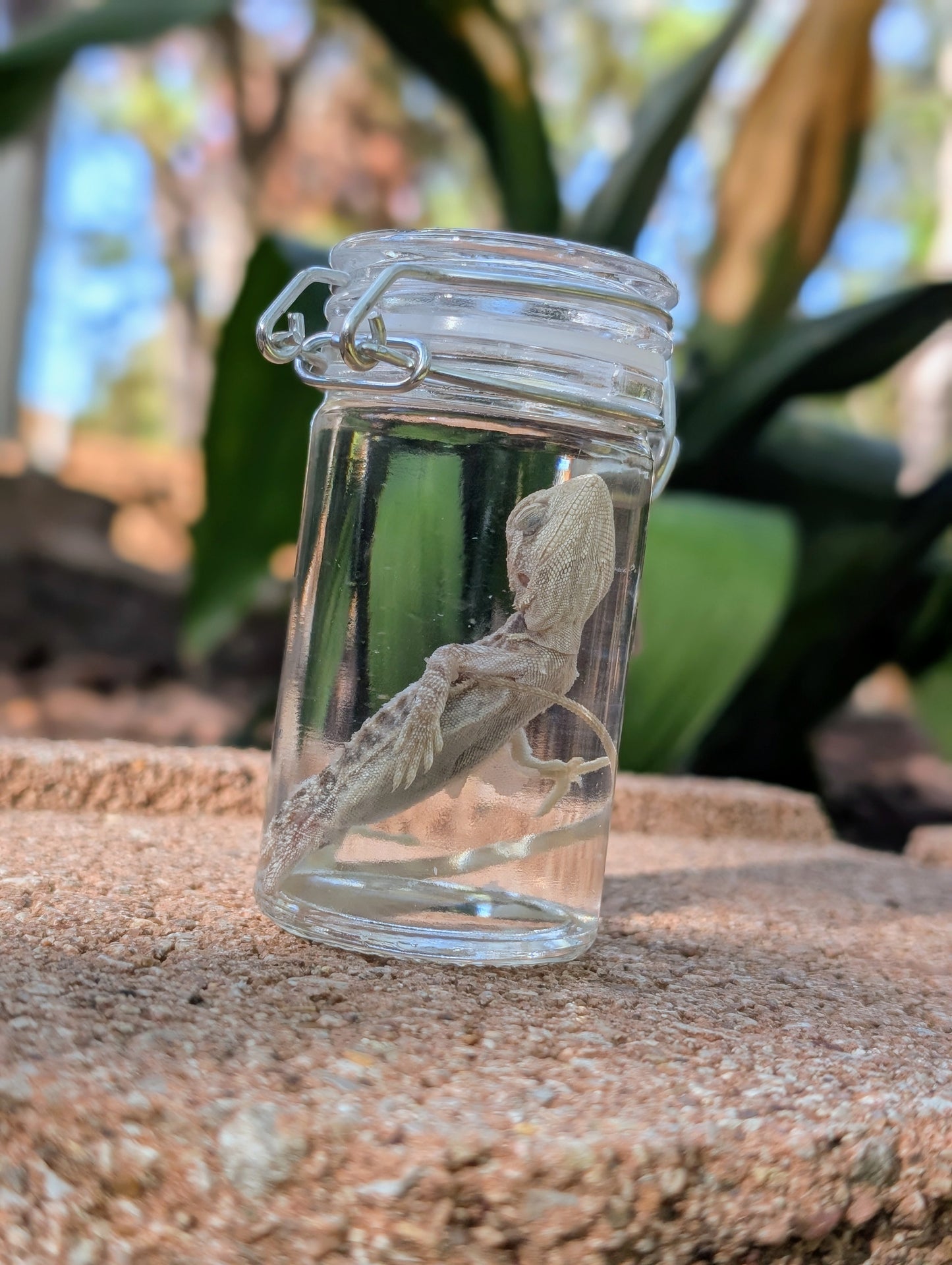 BABY BEARDED DRAGON #2 - WET SPECIMEN