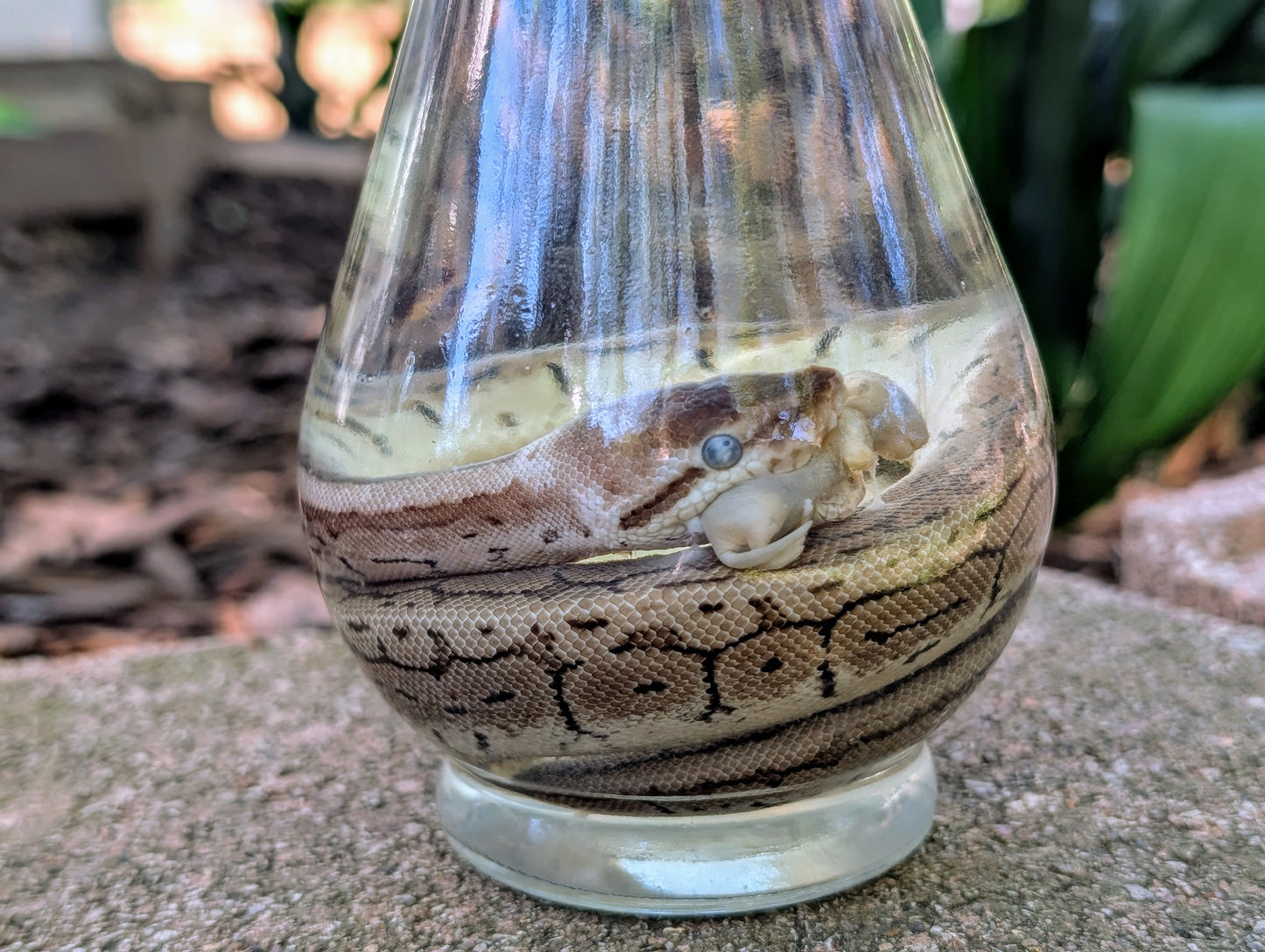 BALL PYTHON X PINKIE - WET SPECIMEN