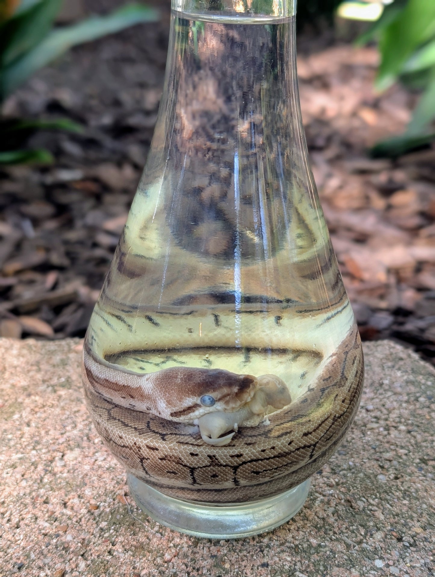 BALL PYTHON X PINKIE - WET SPECIMEN