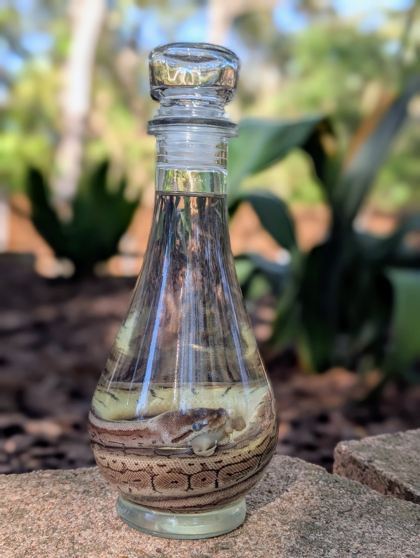 BALL PYTHON X PINKIE - WET SPECIMEN