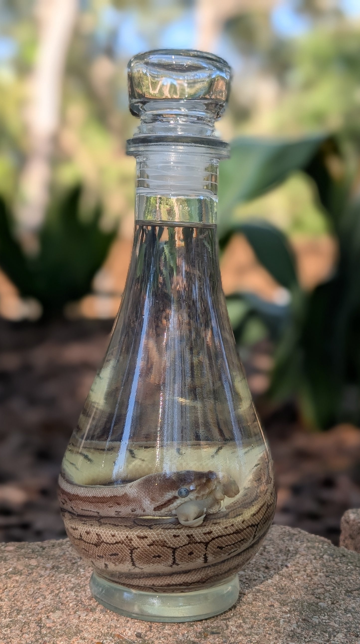 BALL PYTHON X PINKIE - WET SPECIMEN
