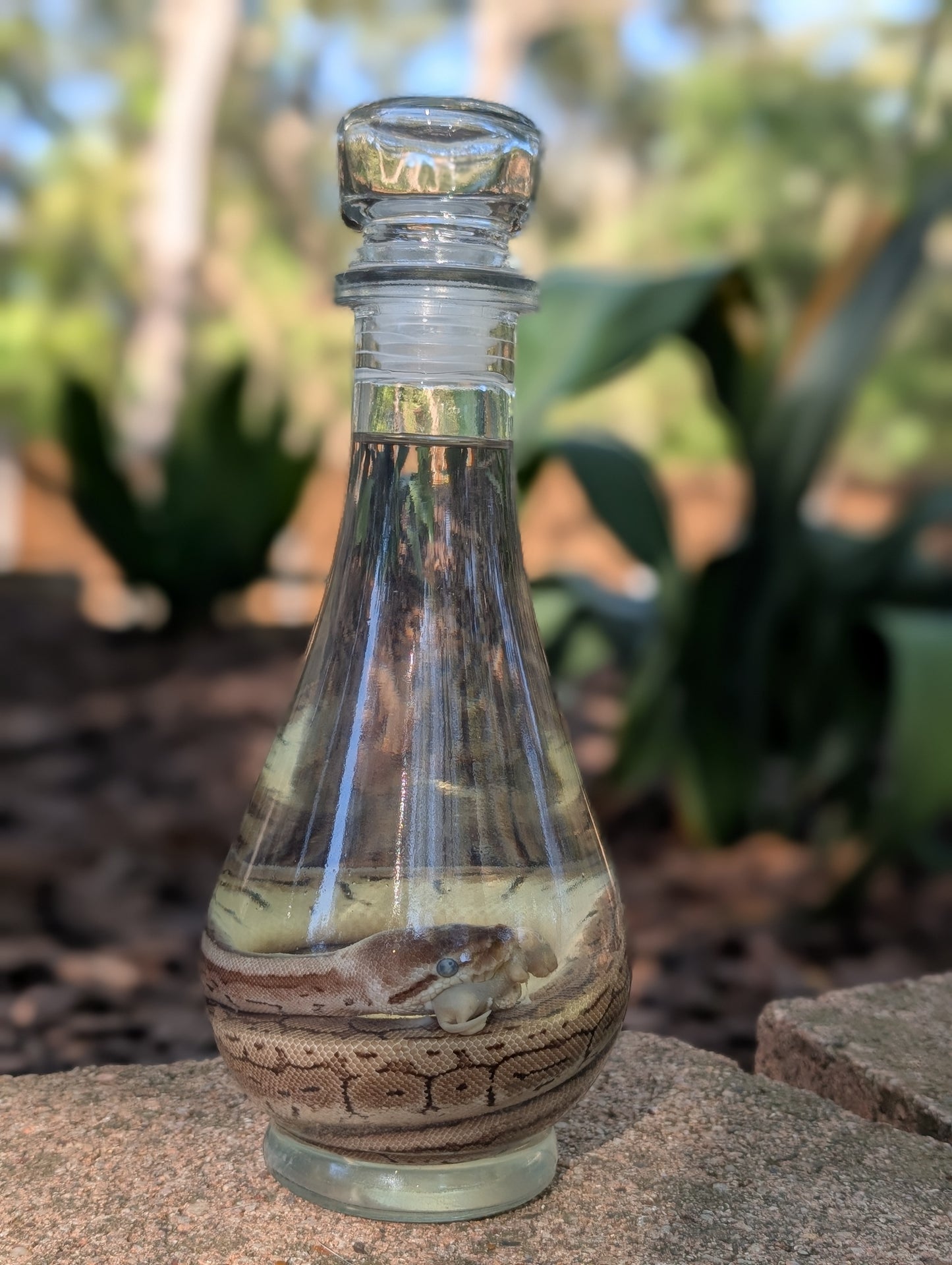 BALL PYTHON X PINKIE - WET SPECIMEN