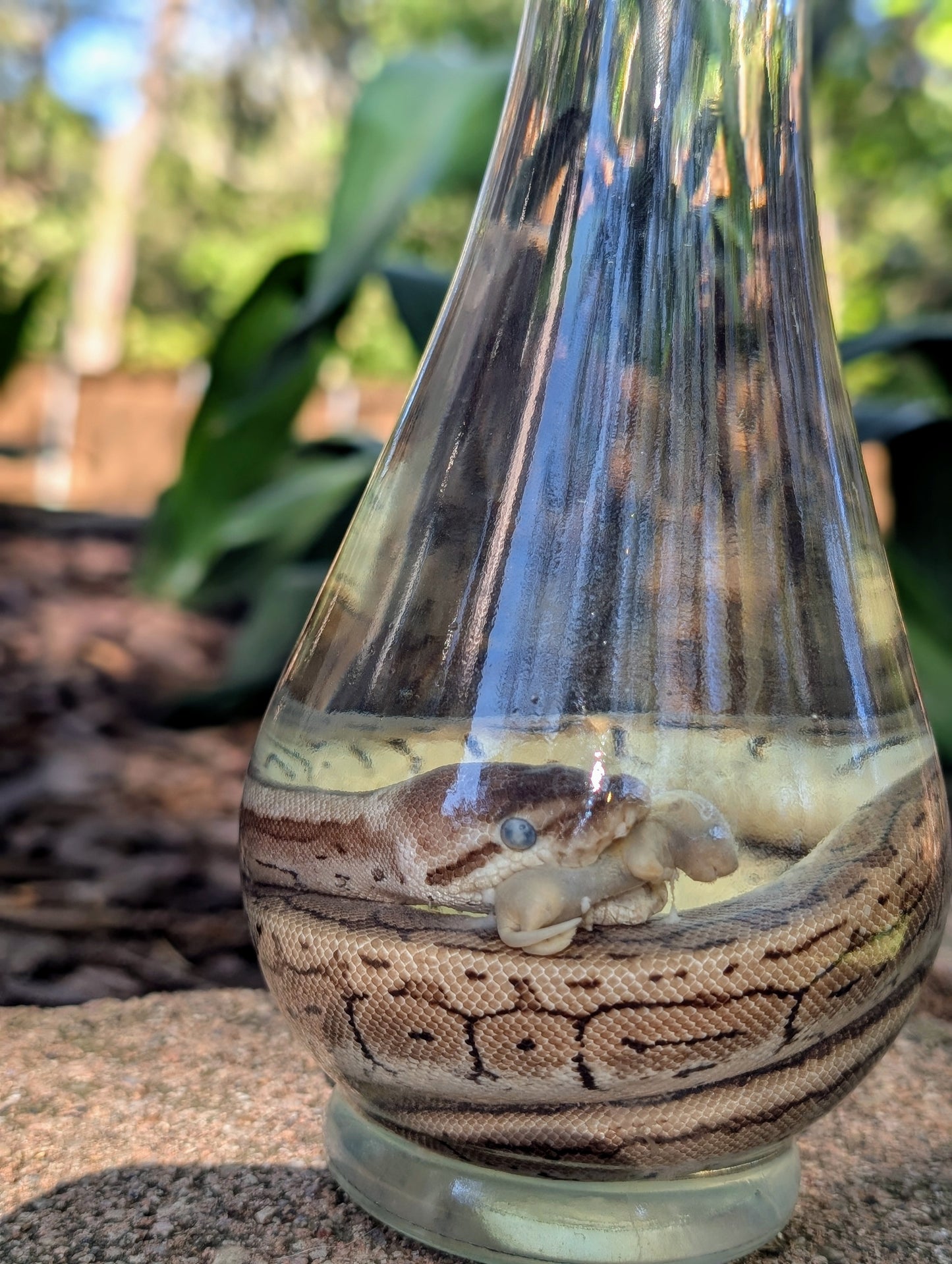 BALL PYTHON X PINKIE - WET SPECIMEN