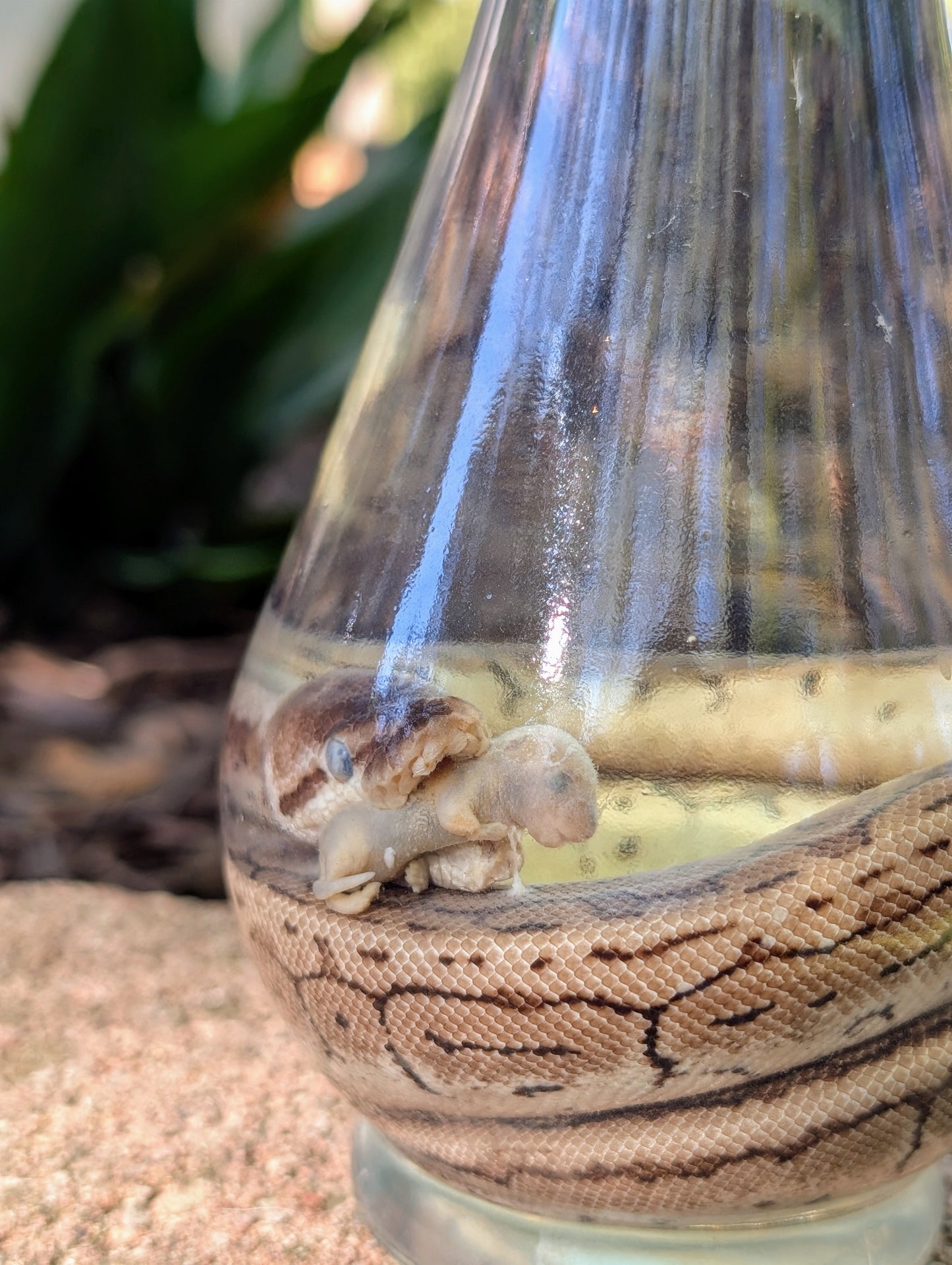 BALL PYTHON X PINKIE - WET SPECIMEN