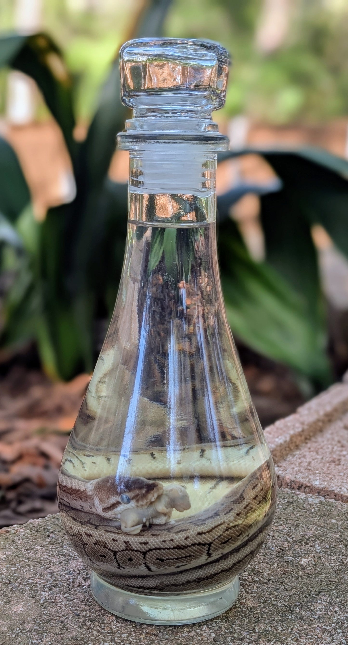 BALL PYTHON X PINKIE - WET SPECIMEN