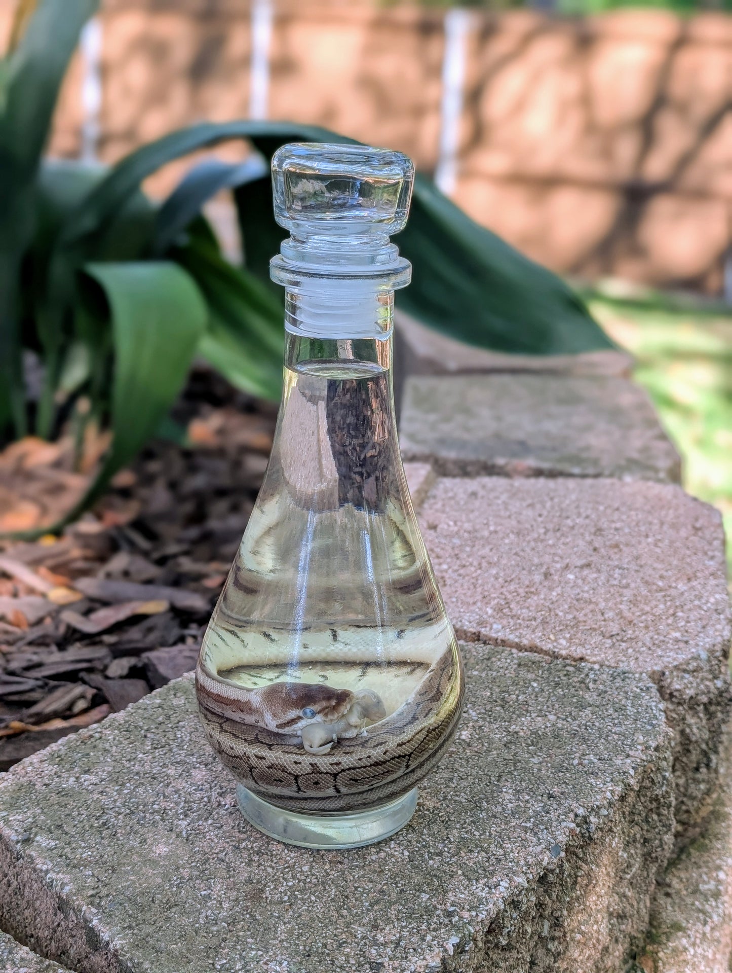 BALL PYTHON X PINKIE - WET SPECIMEN
