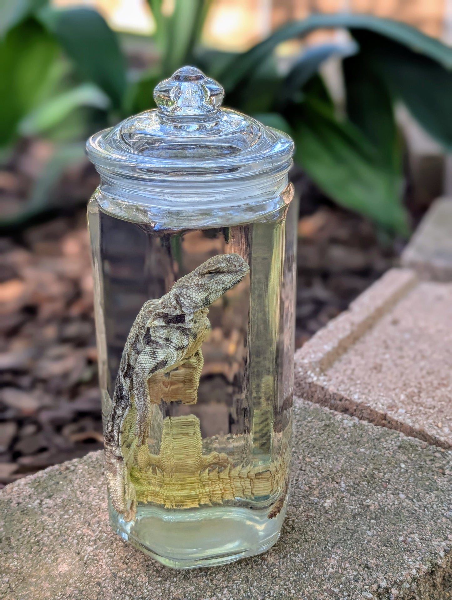 UROMASTYX - WET SPECIMEN