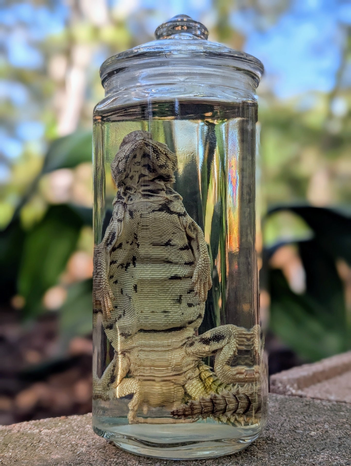 UROMASTYX - WET SPECIMEN