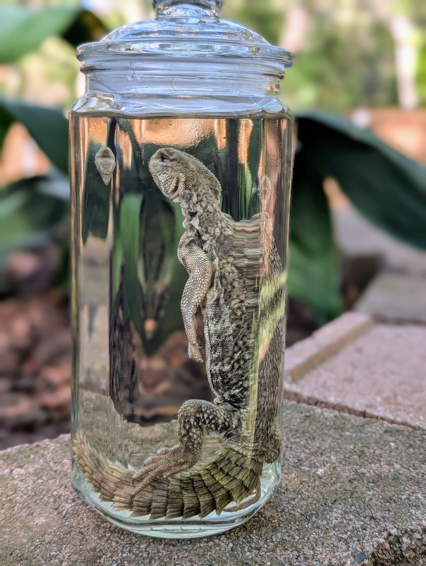 UROMASTYX - WET SPECIMEN