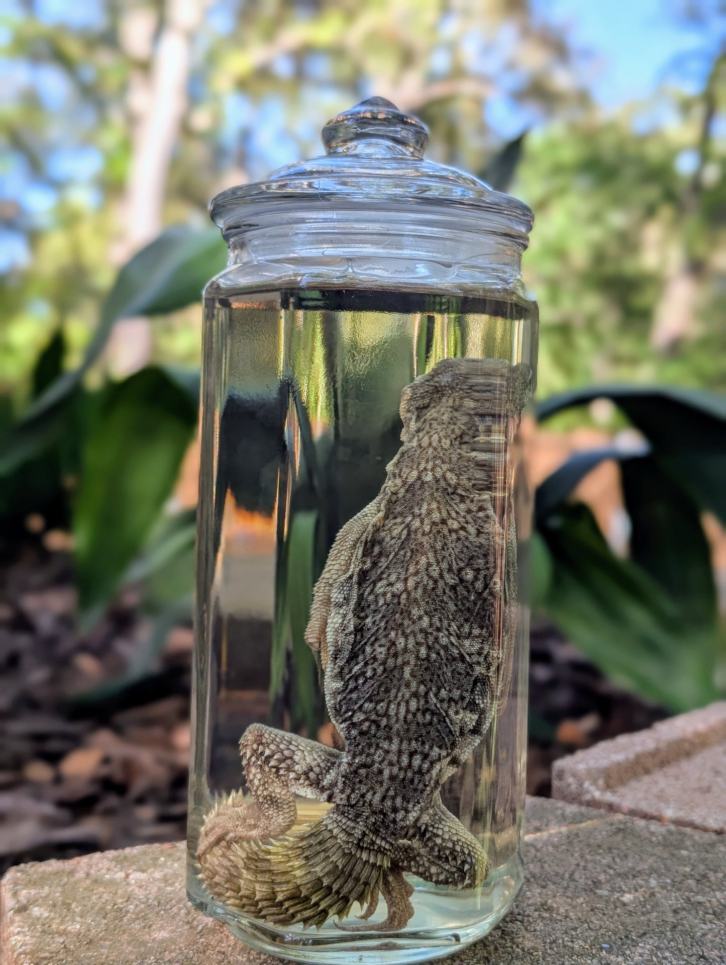 UROMASTYX - WET SPECIMEN