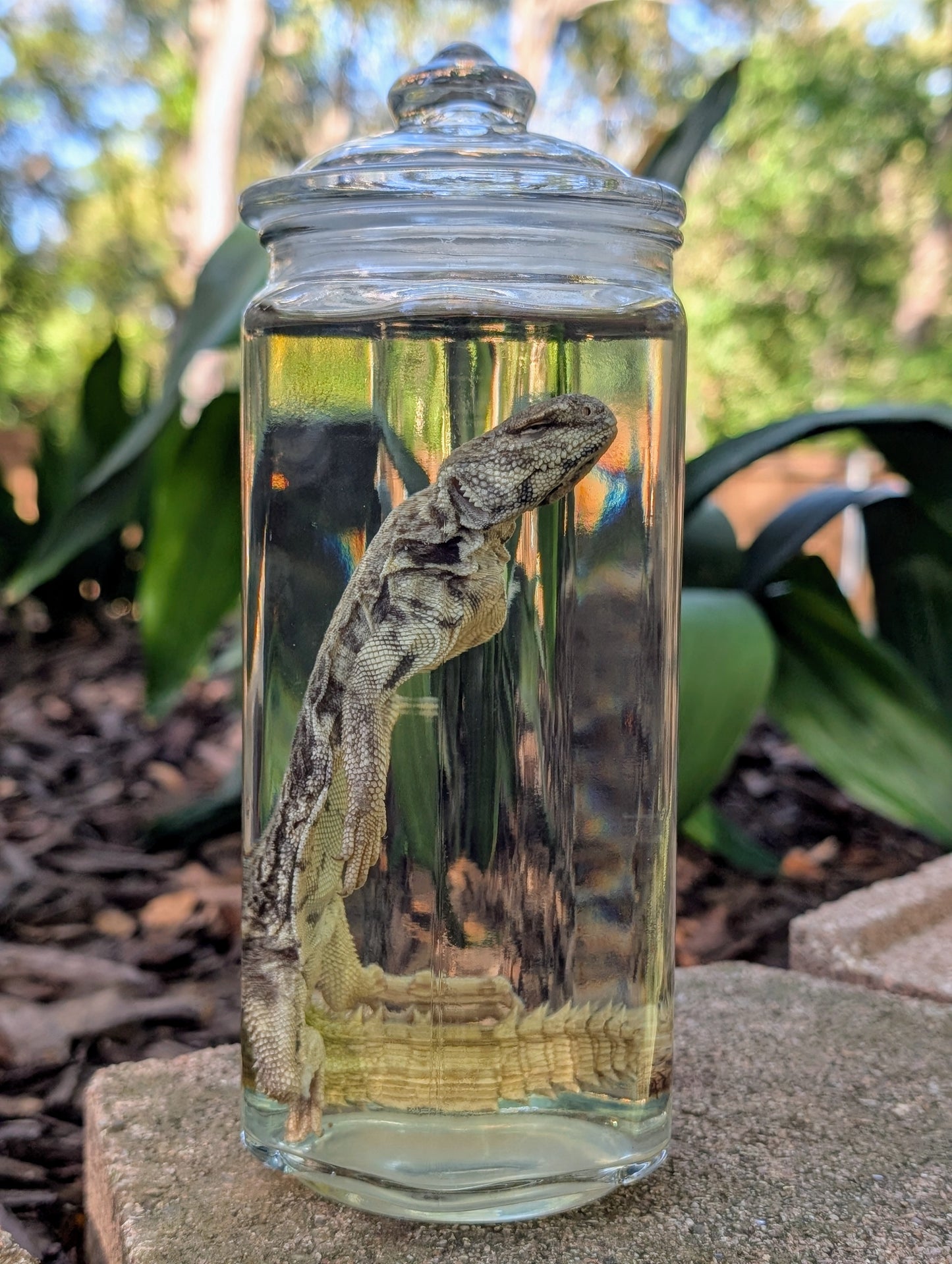 UROMASTYX - WET SPECIMEN