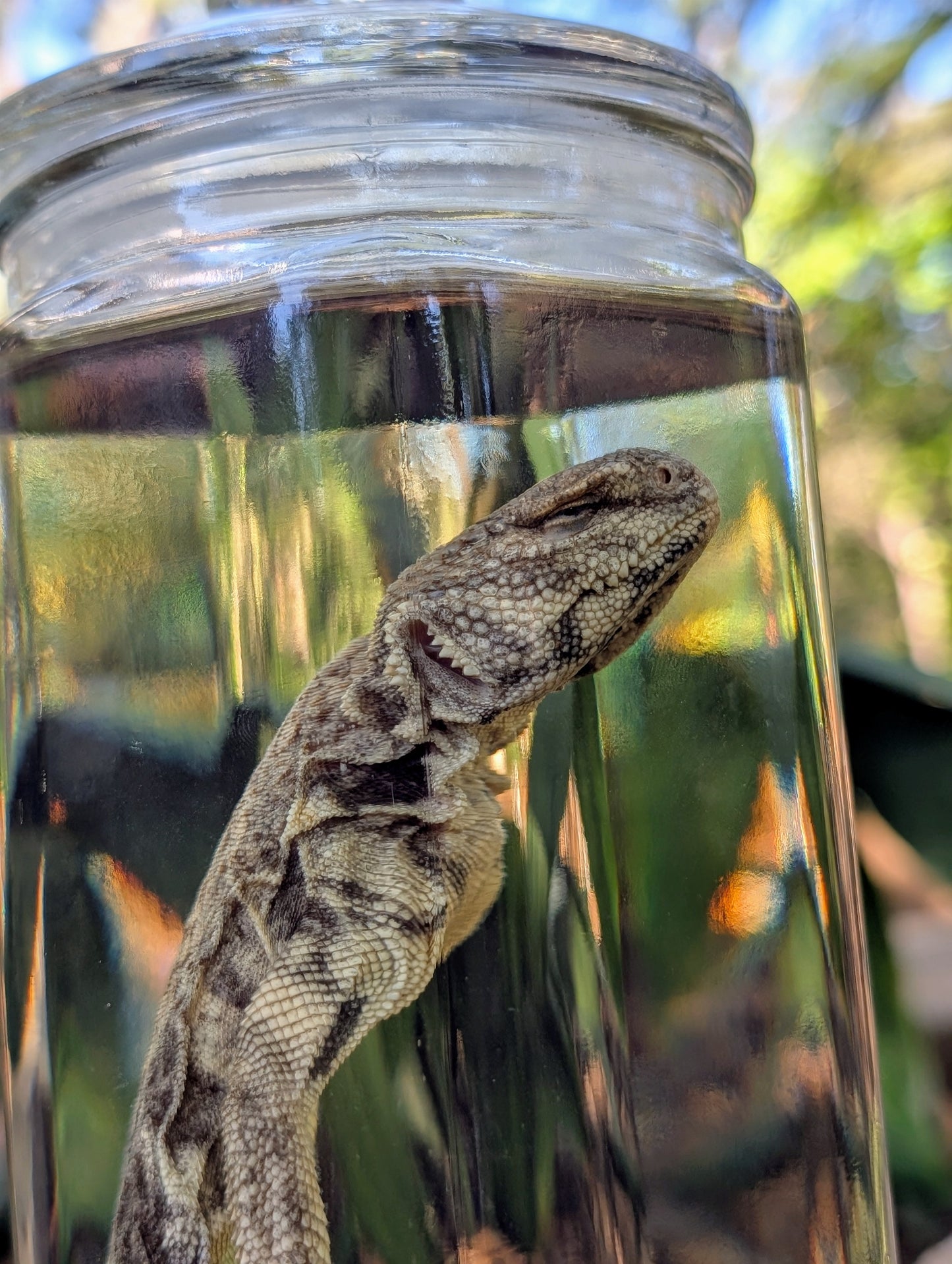 UROMASTYX - WET SPECIMEN
