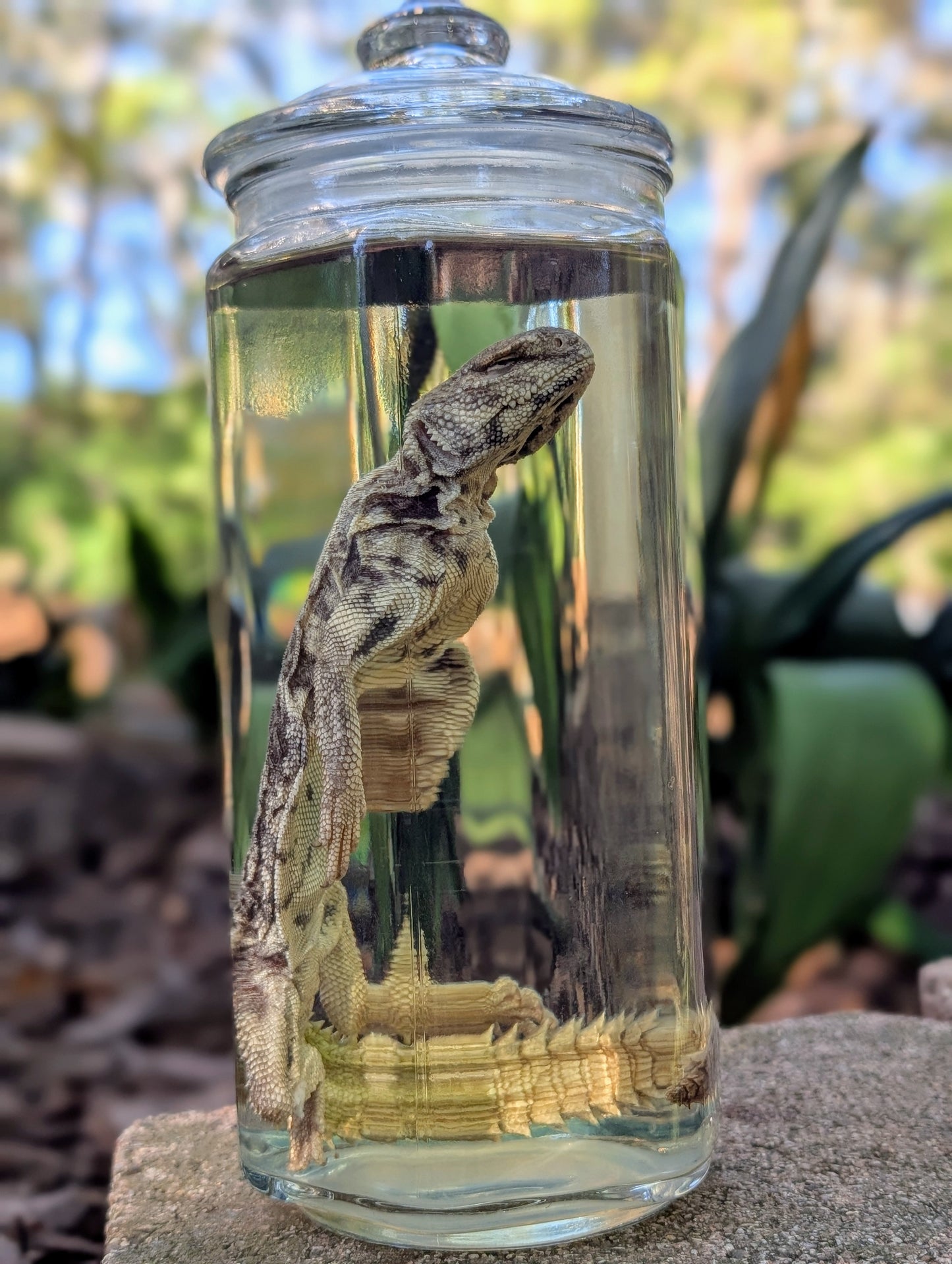 UROMASTYX - WET SPECIMEN