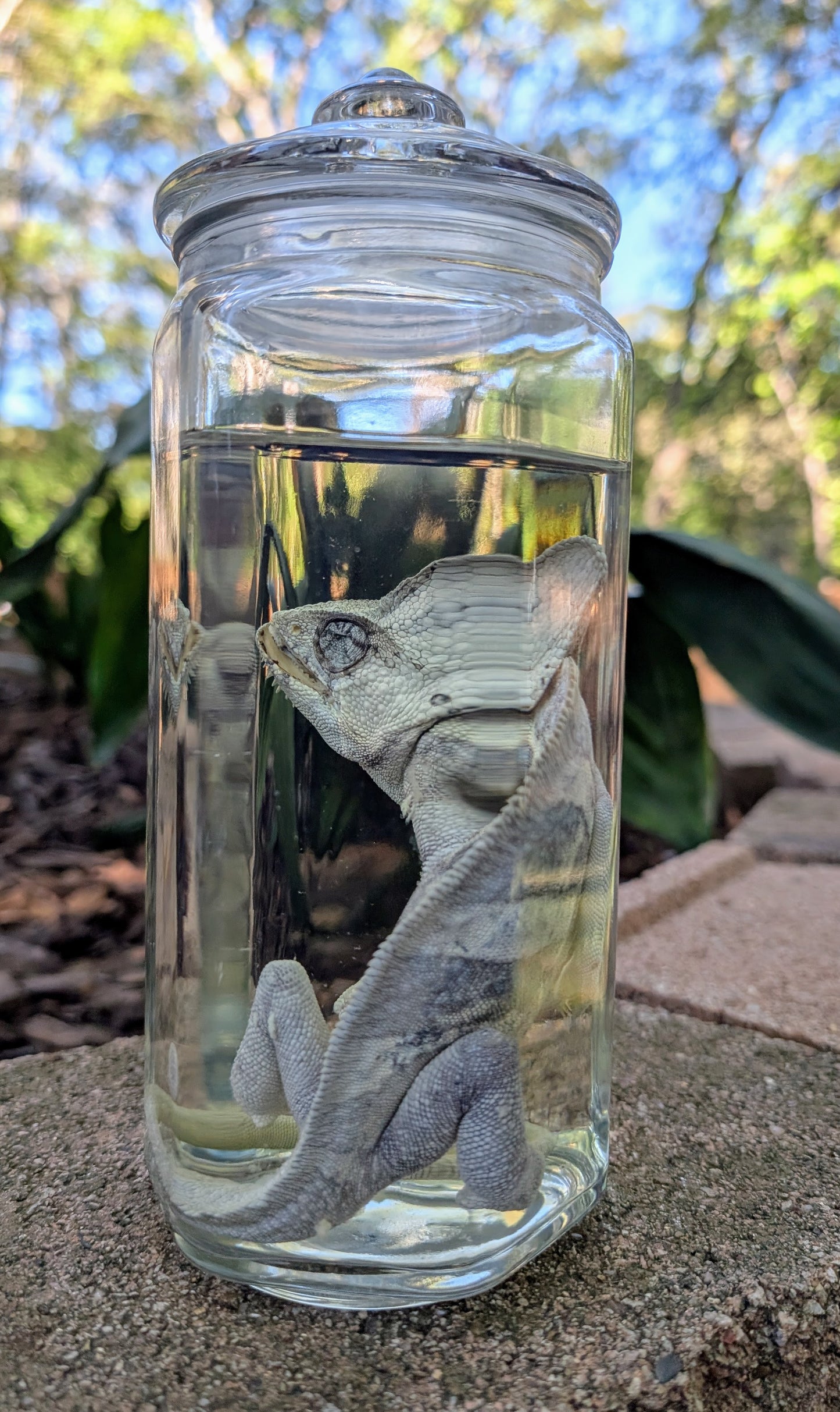 VEILED CHAMELEON- WET SPECIMEN