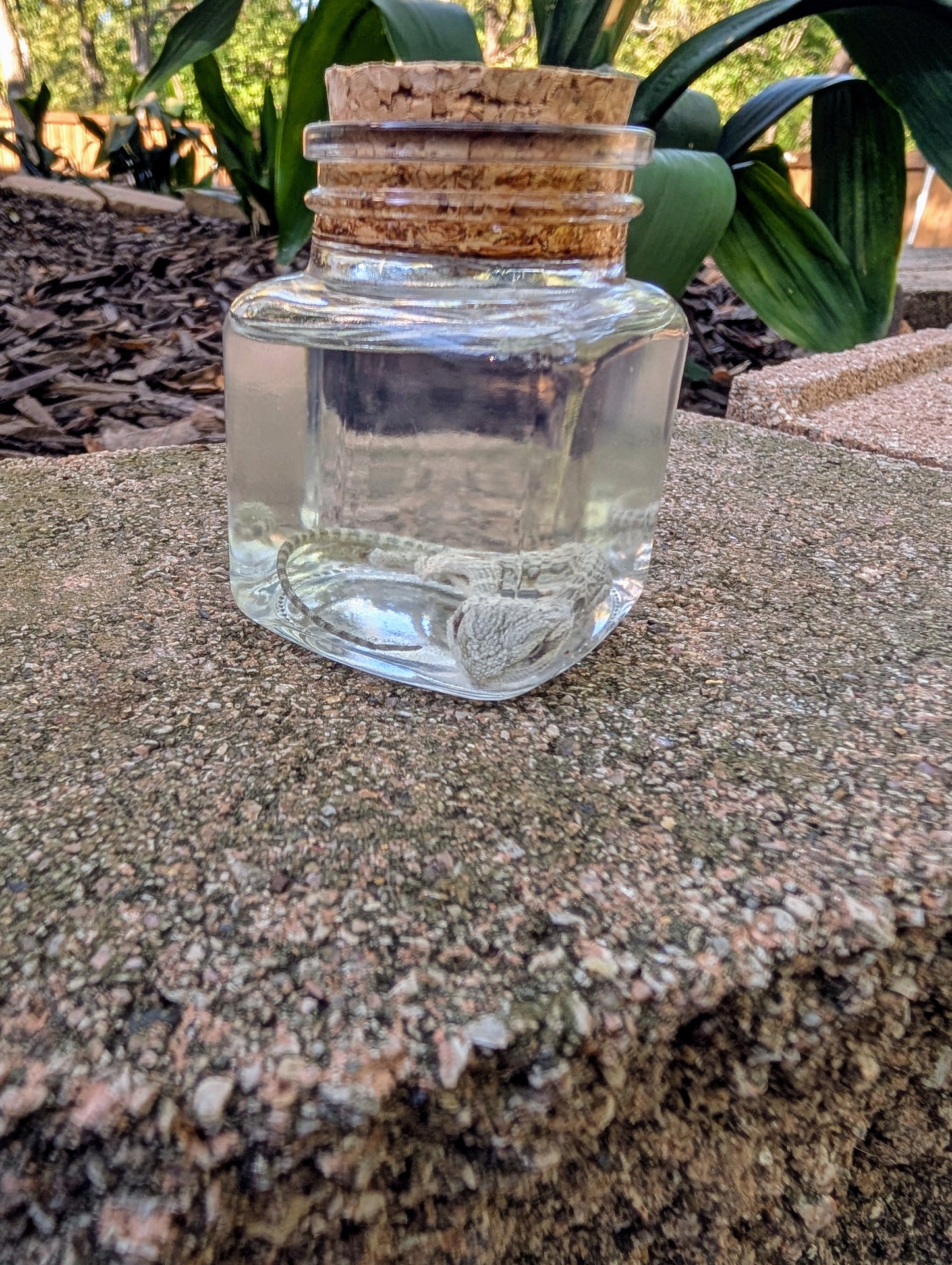 BABY BEARDED DRAGON #1 - WET SPECIMEN