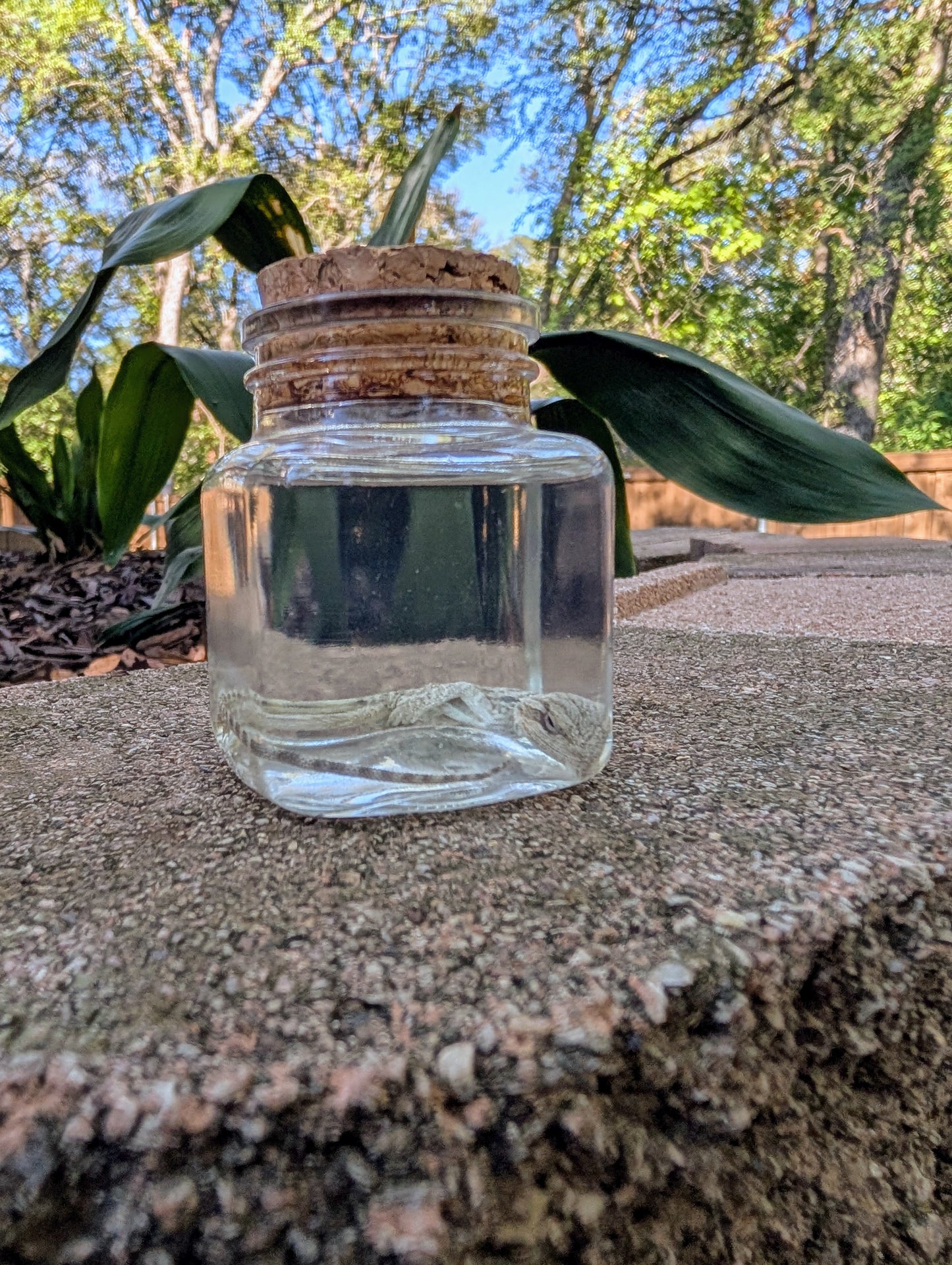 BABY BEARDED DRAGON #1 - WET SPECIMEN