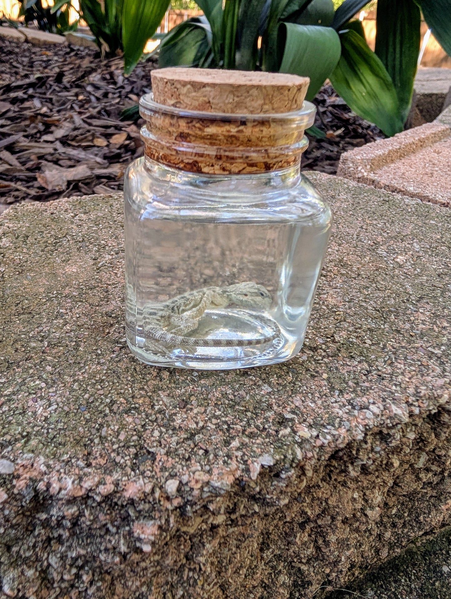 BABY BEARDED DRAGON #1 - WET SPECIMEN