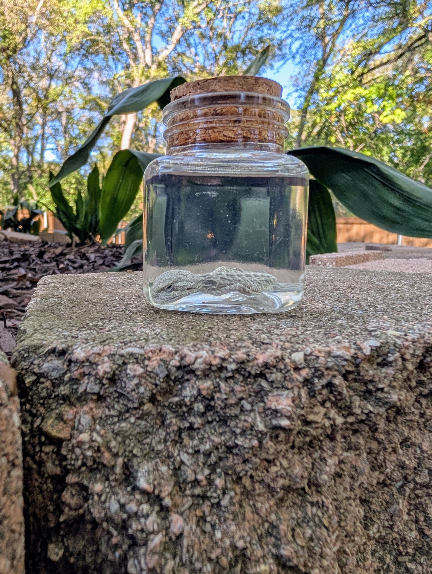 BABY BEARDED DRAGON #1 - WET SPECIMEN