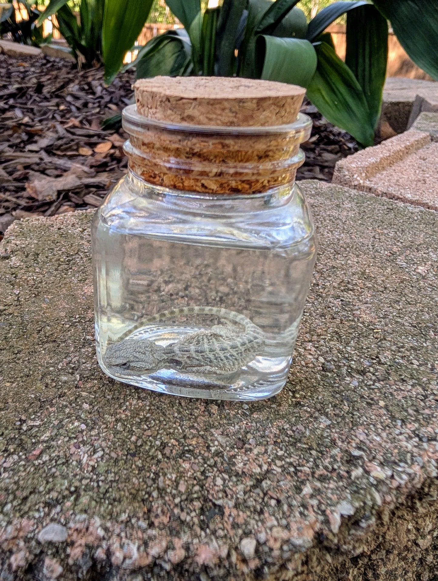 BABY BEARDED DRAGON #1 - WET SPECIMEN