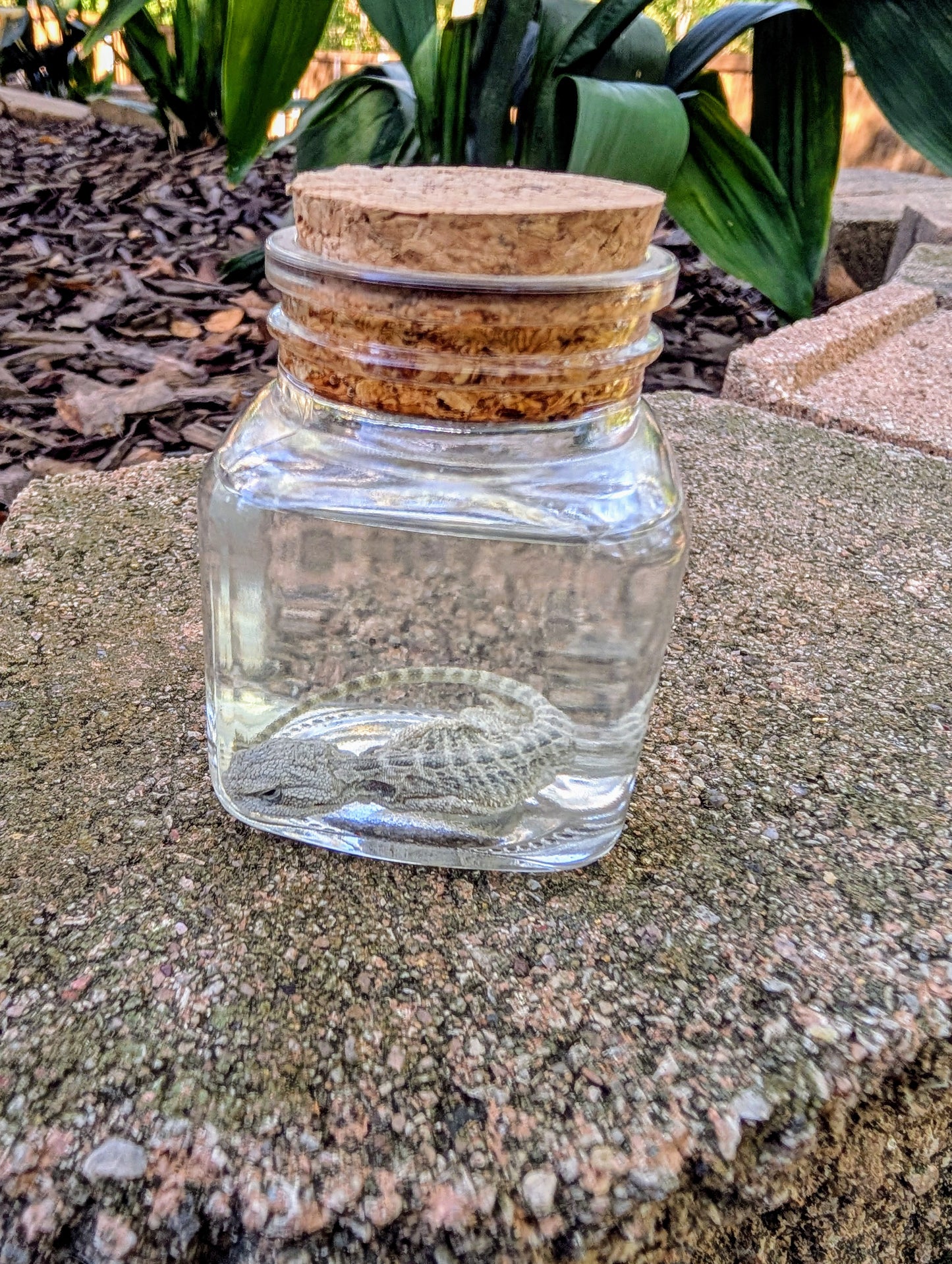 BABY BEARDED DRAGON #1 - WET SPECIMEN