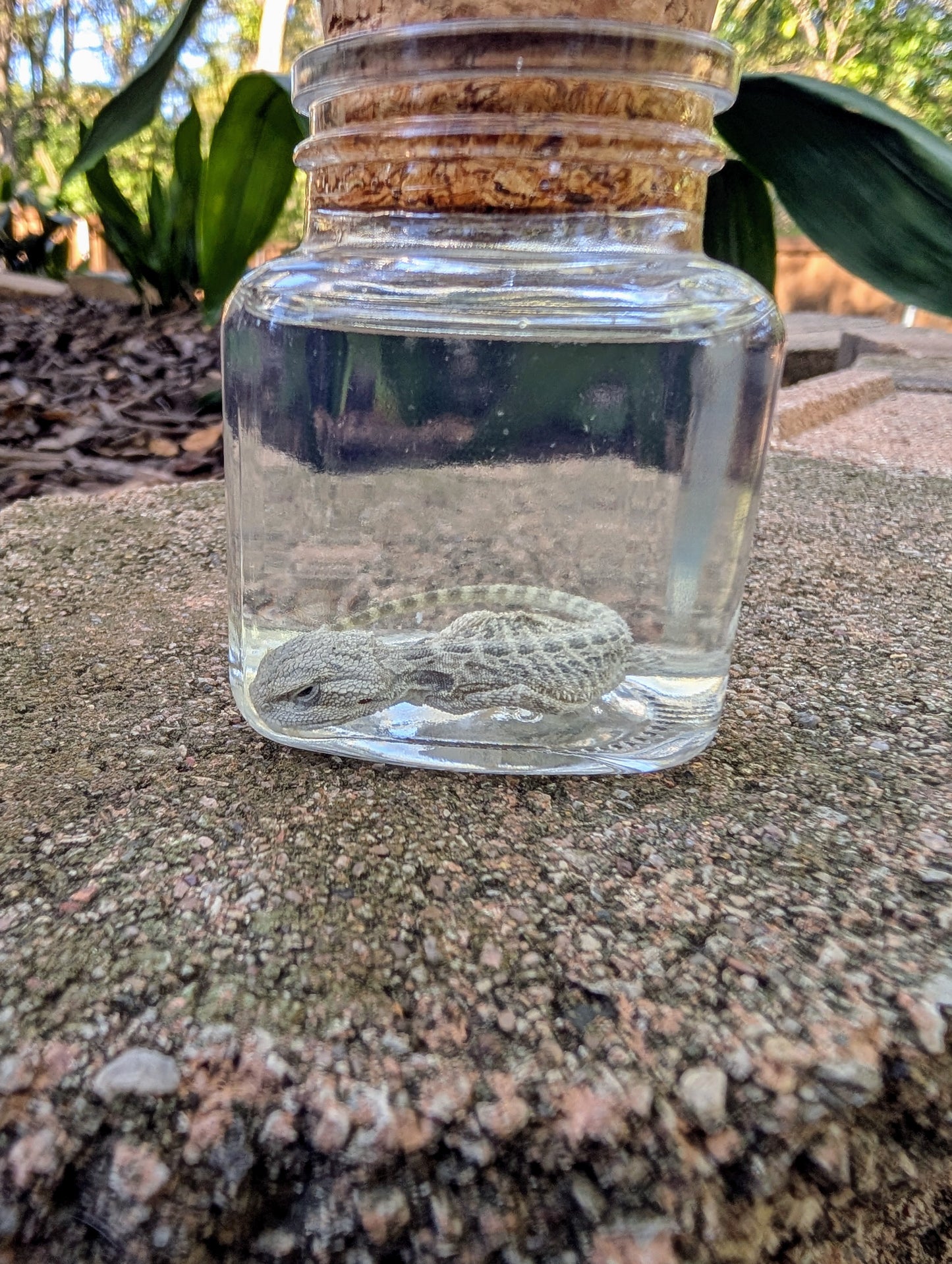 BABY BEARDED DRAGON #1 - WET SPECIMEN