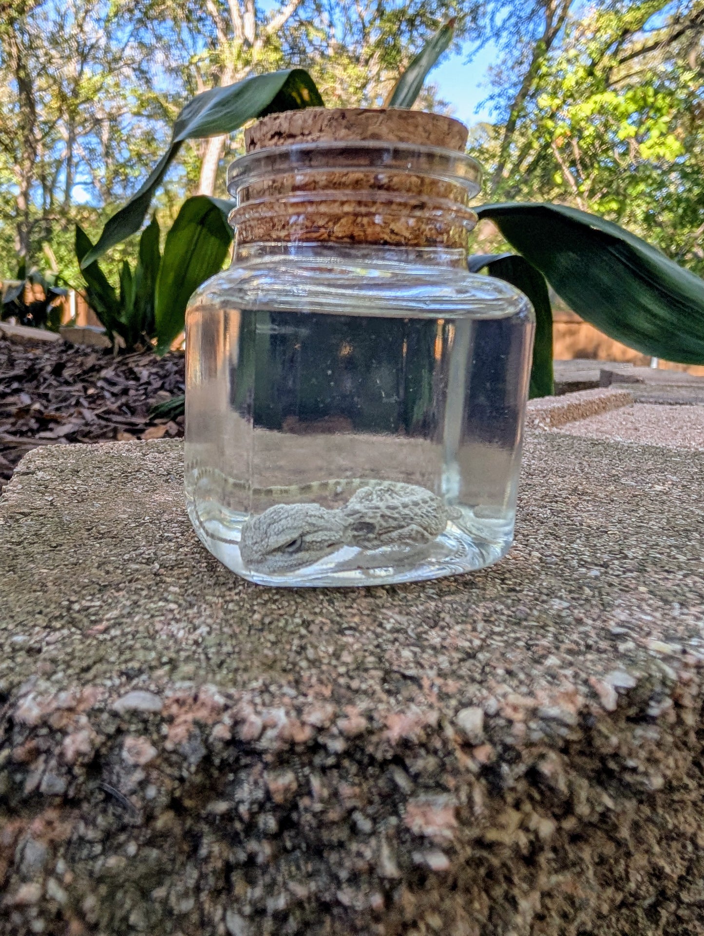 BABY BEARDED DRAGON #1 - WET SPECIMEN