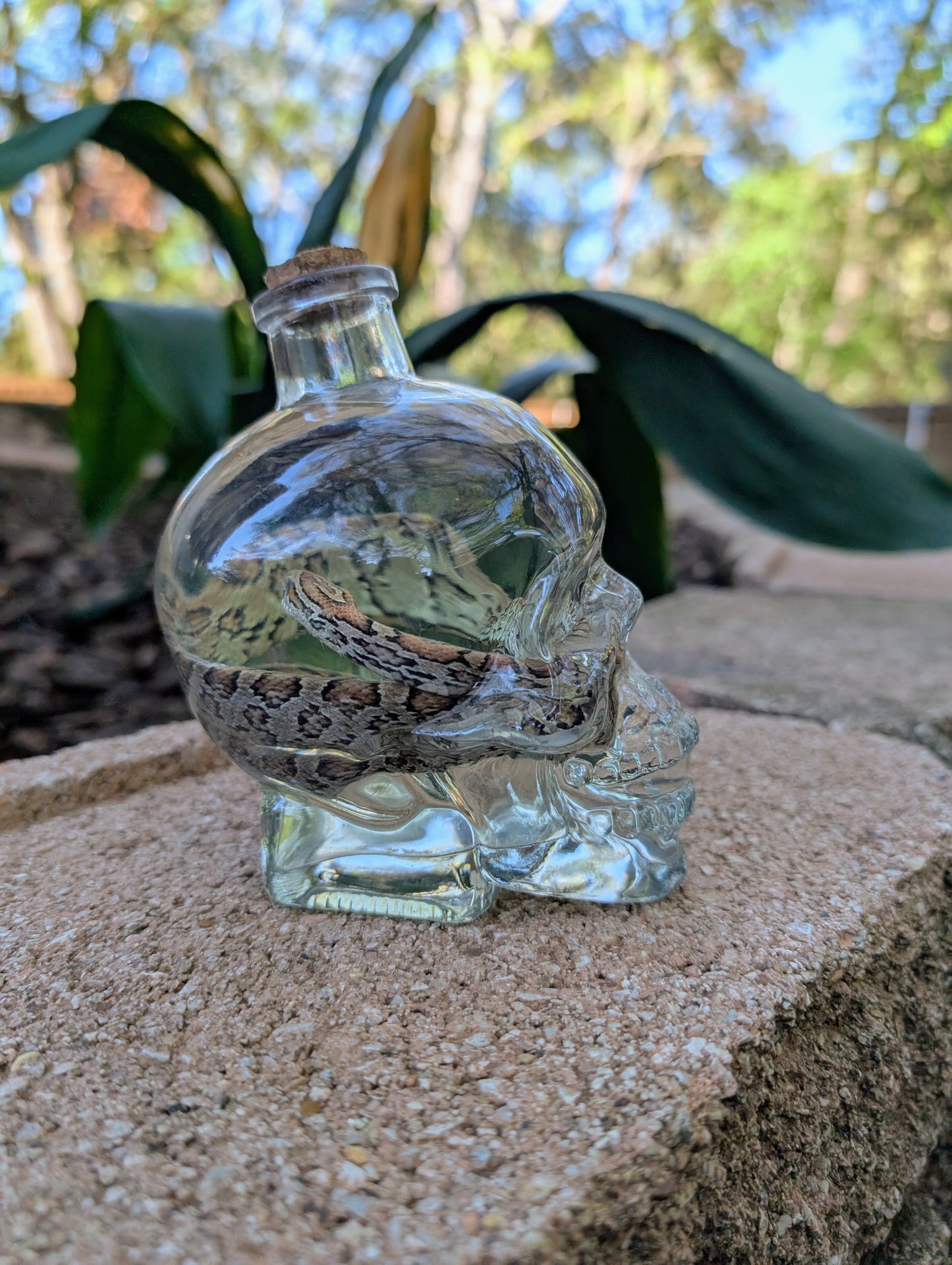 CORN SNAKE - WET SPECIMEN