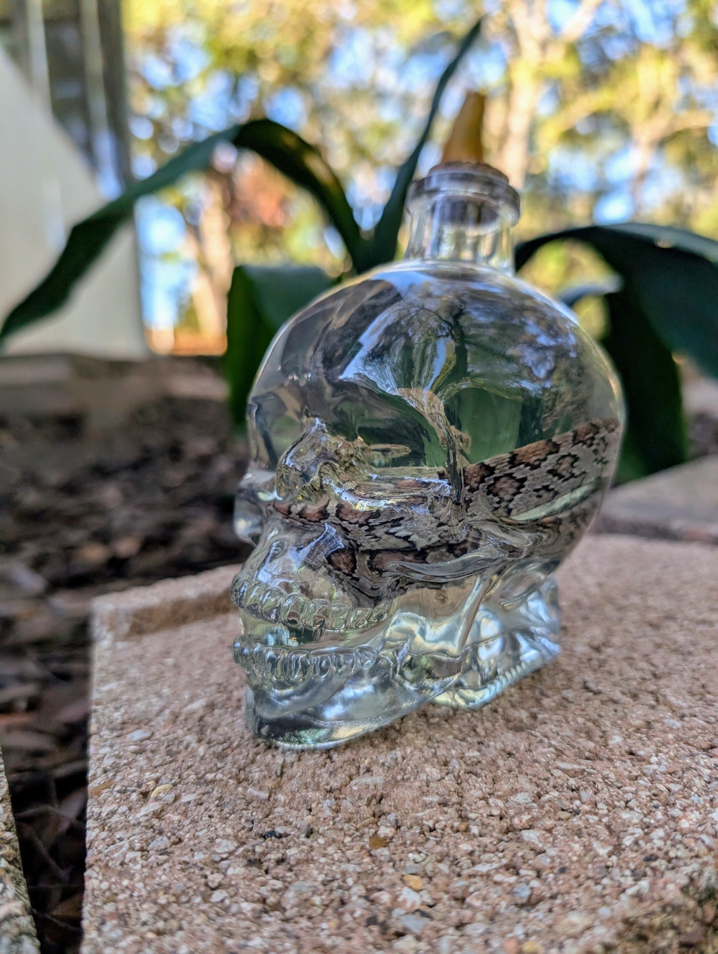 CORN SNAKE - WET SPECIMEN