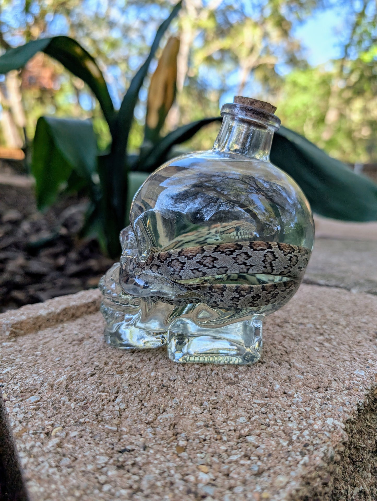 CORN SNAKE - WET SPECIMEN