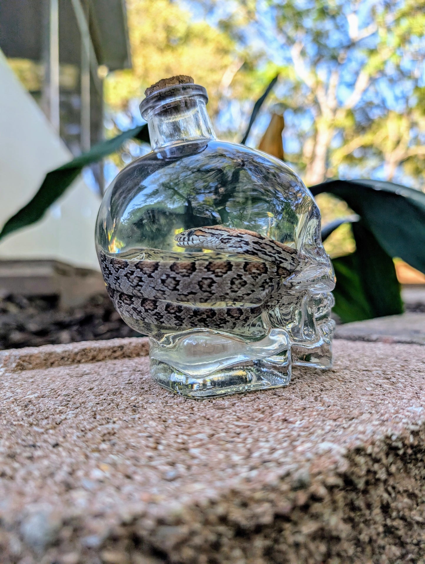 CORN SNAKE - WET SPECIMEN