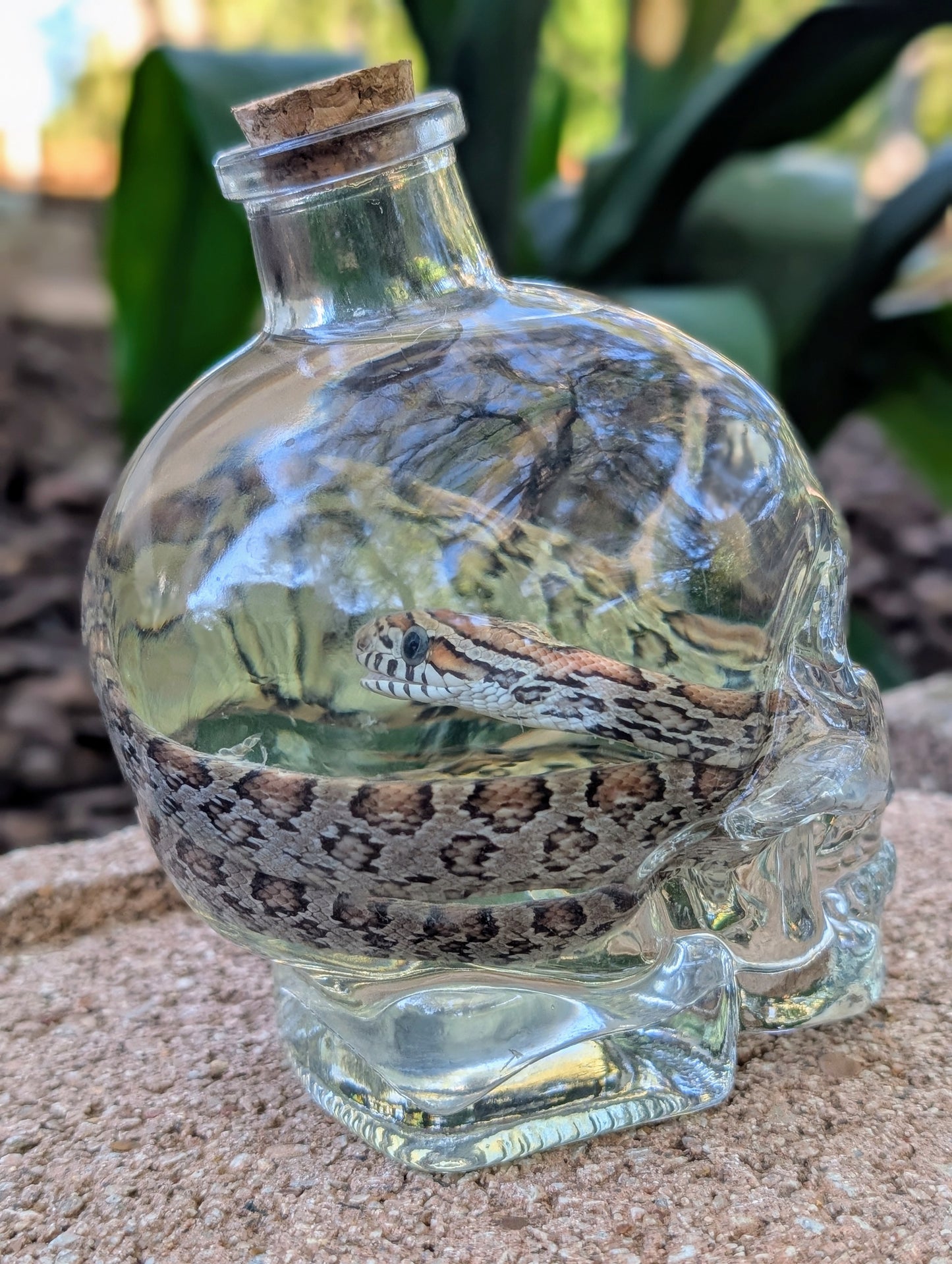 CORN SNAKE - WET SPECIMEN