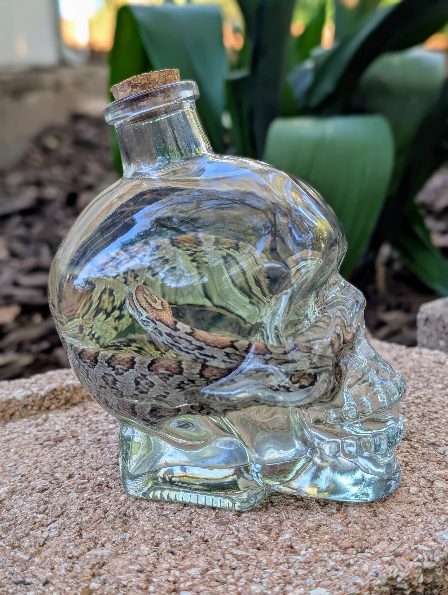 CORN SNAKE - WET SPECIMEN