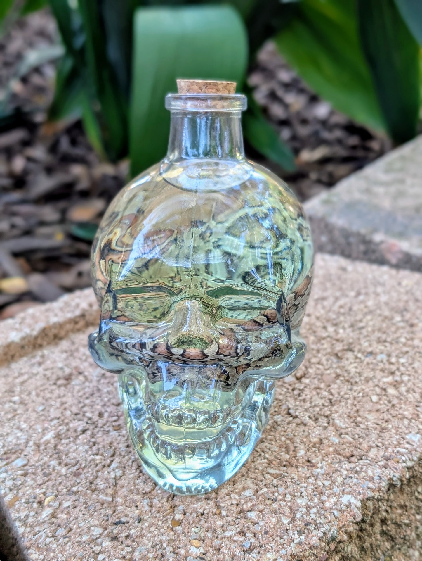 CORN SNAKE - WET SPECIMEN