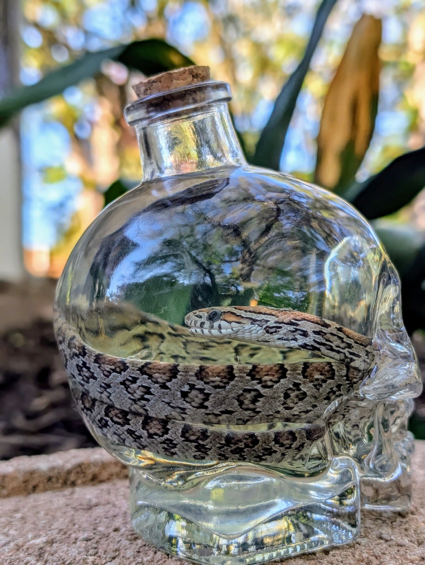 CORN SNAKE - WET SPECIMEN