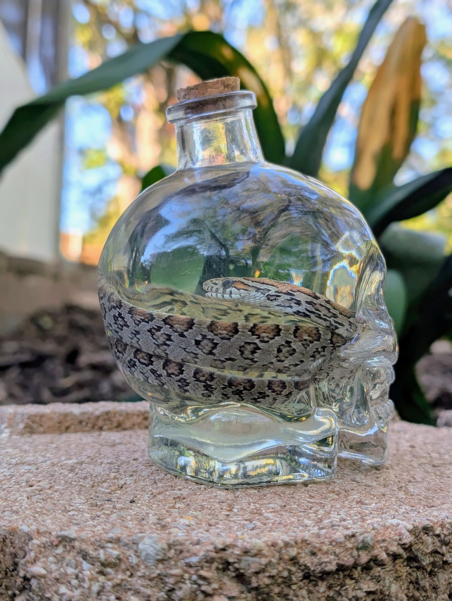 CORN SNAKE - WET SPECIMEN