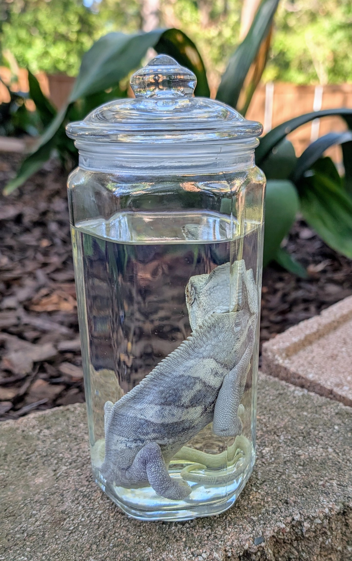 VEILED CHAMELEON- WET SPECIMEN