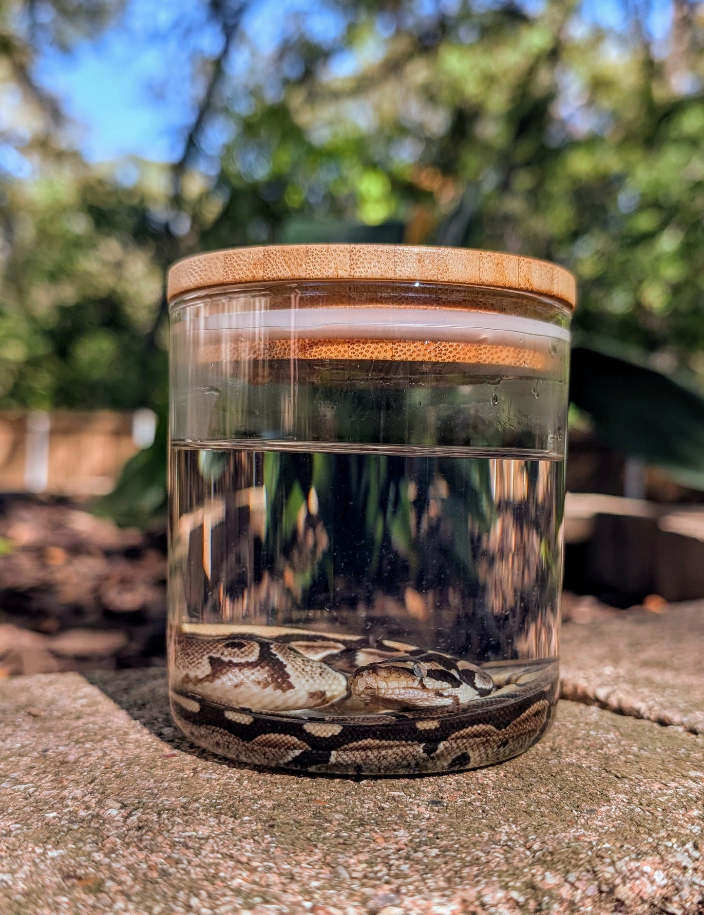 BABY BALL PYTHON - WET SPECIMEN