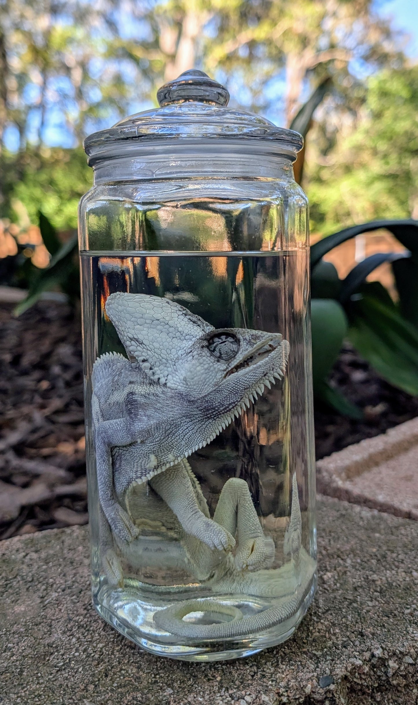 VEILED CHAMELEON- WET SPECIMEN