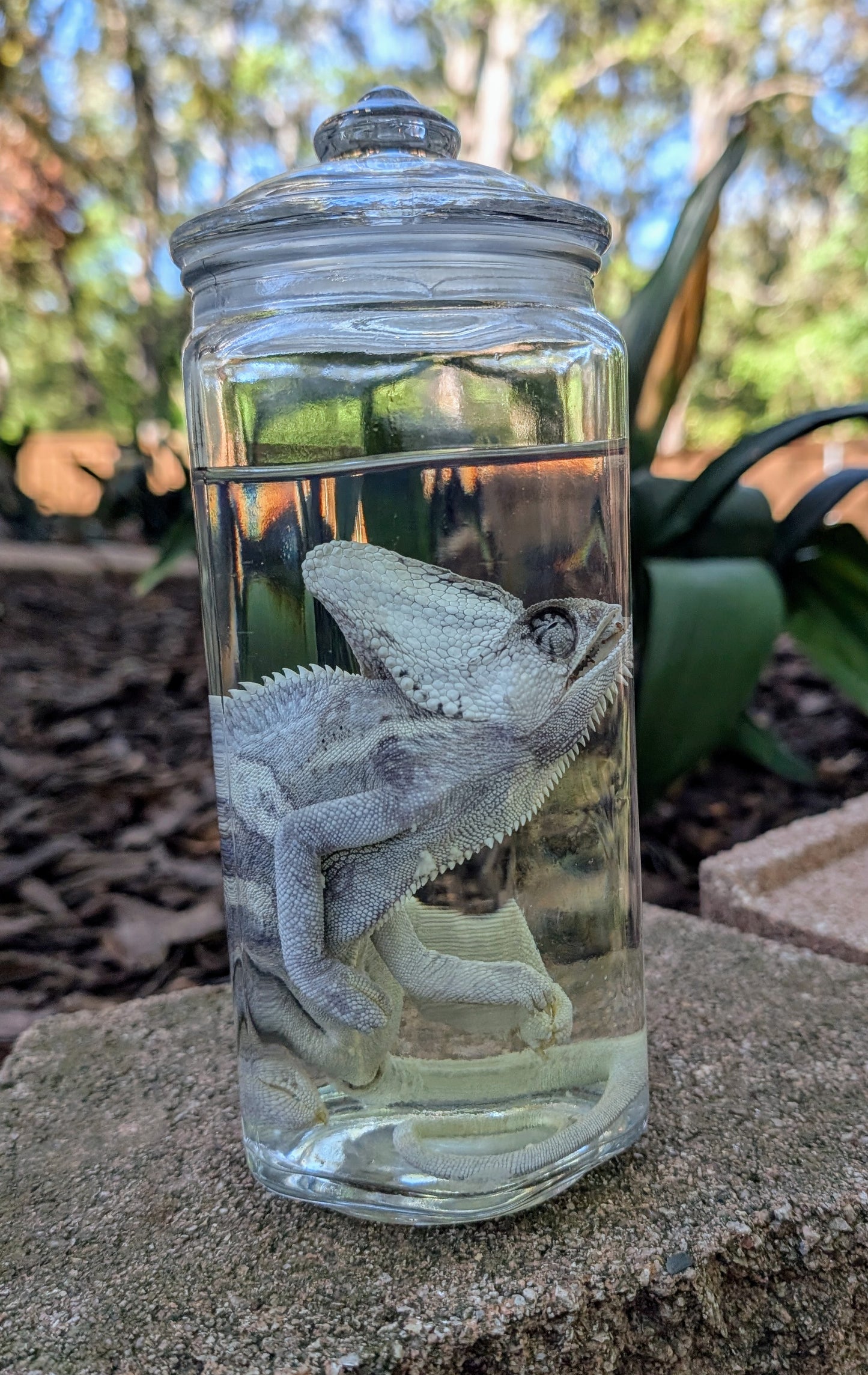 VEILED CHAMELEON- WET SPECIMEN