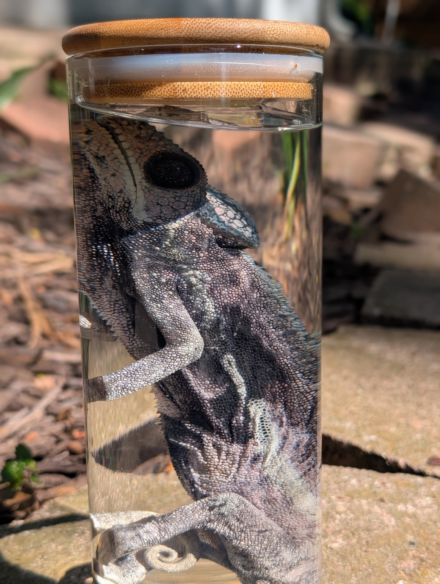 VEILED CHAMELEON- WET SPECIMEN