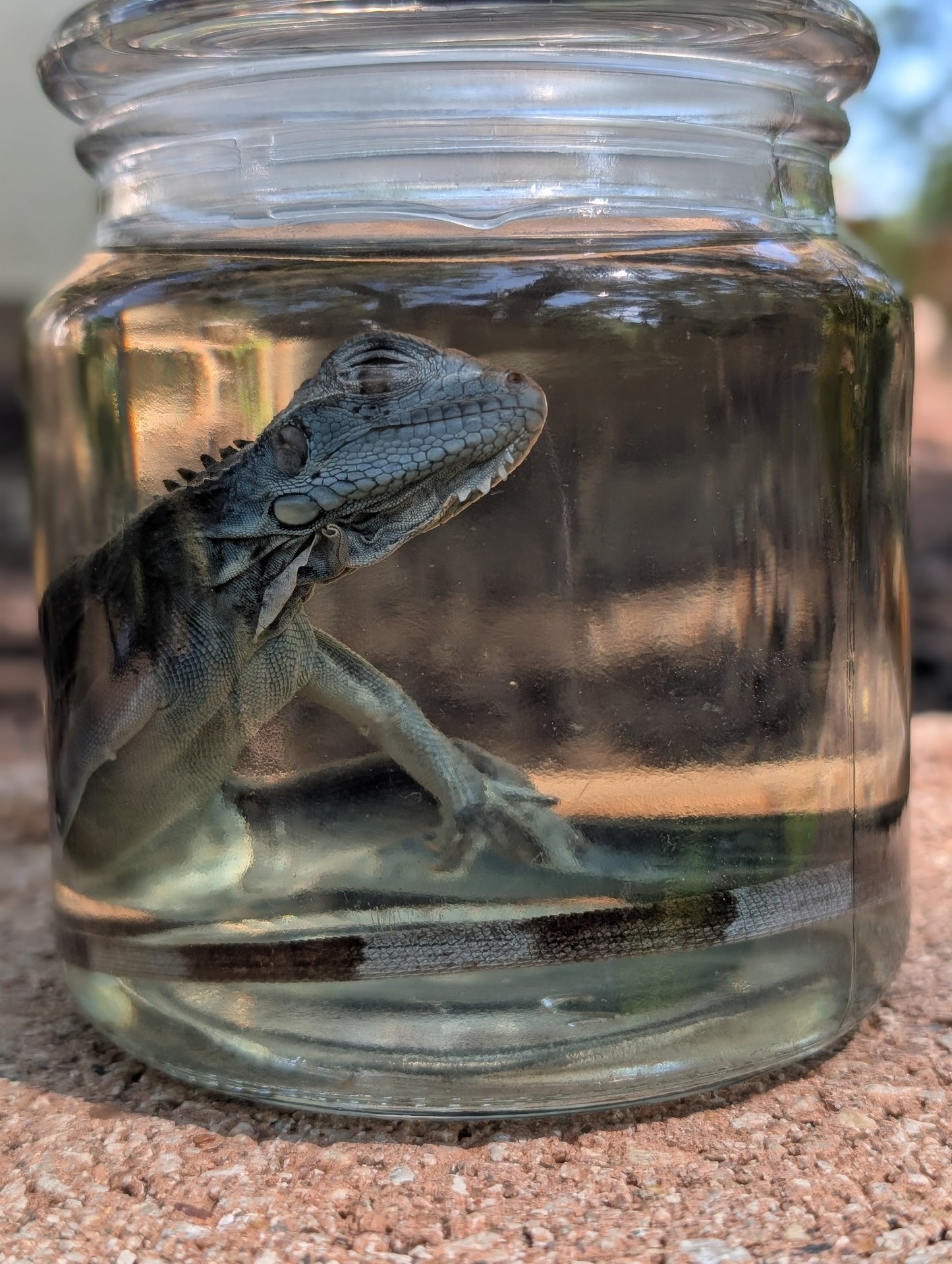 JUVENILE IGUANA - WET SPECIMEN