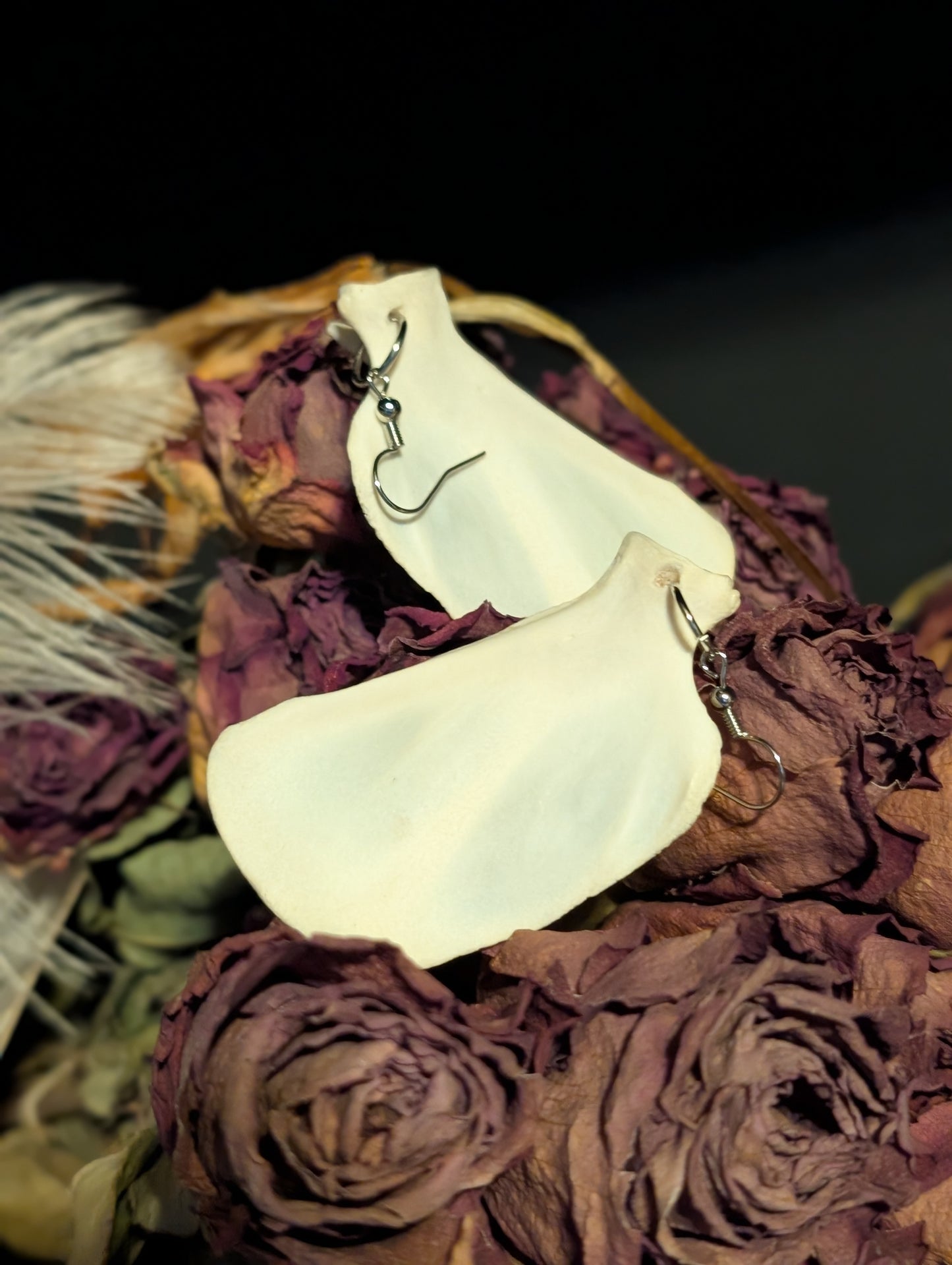 Fawn pelvic bones